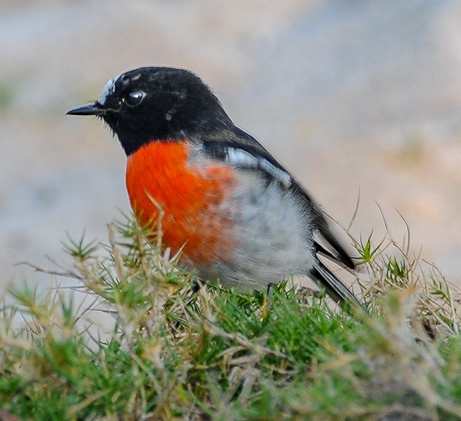  Scarlet Robin (Petroica multicolor) 