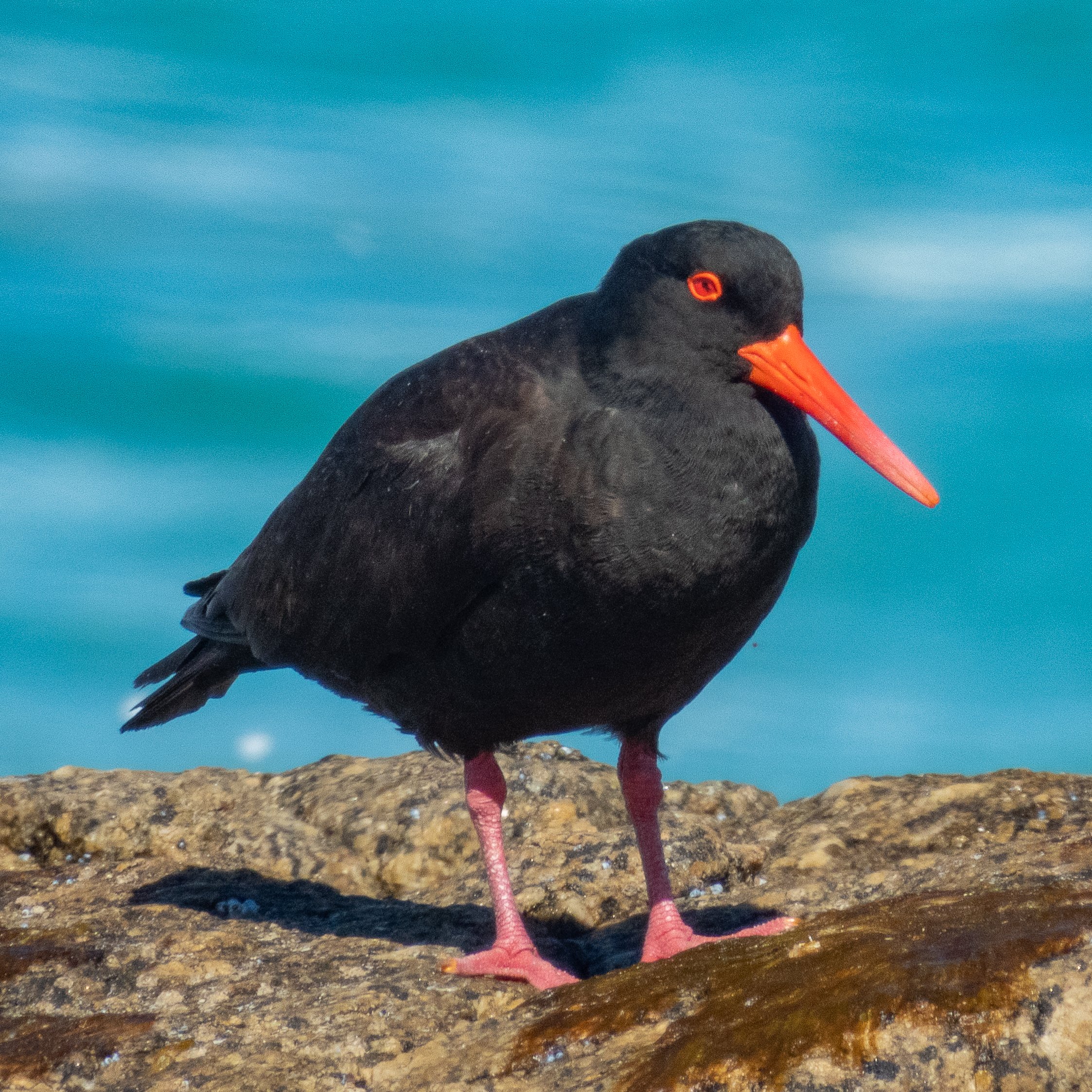  Sooty oystercatcher (Haematopus fuliginosus) 