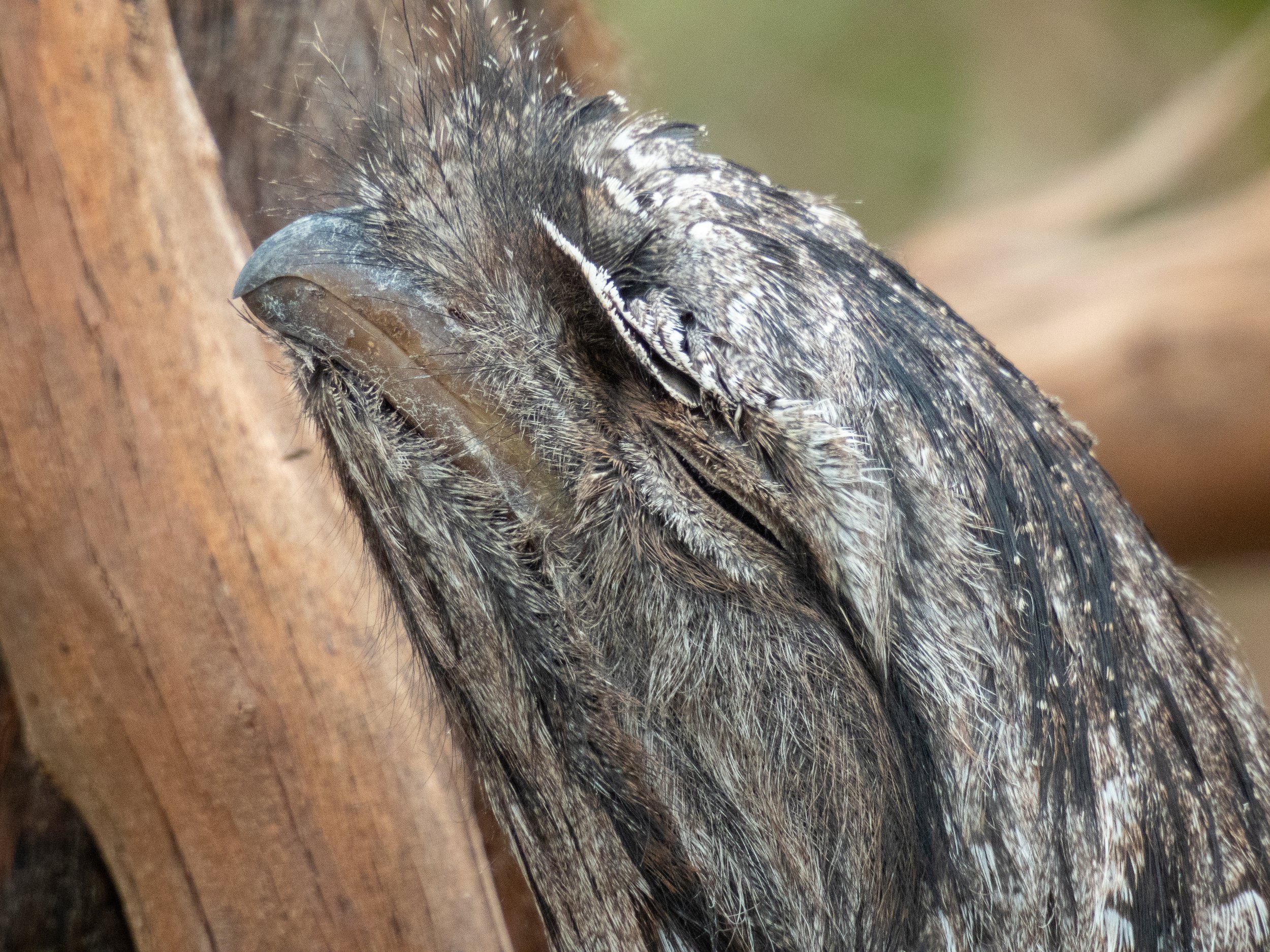  Tawny Frogmouth (Podargus strigoides) adult 