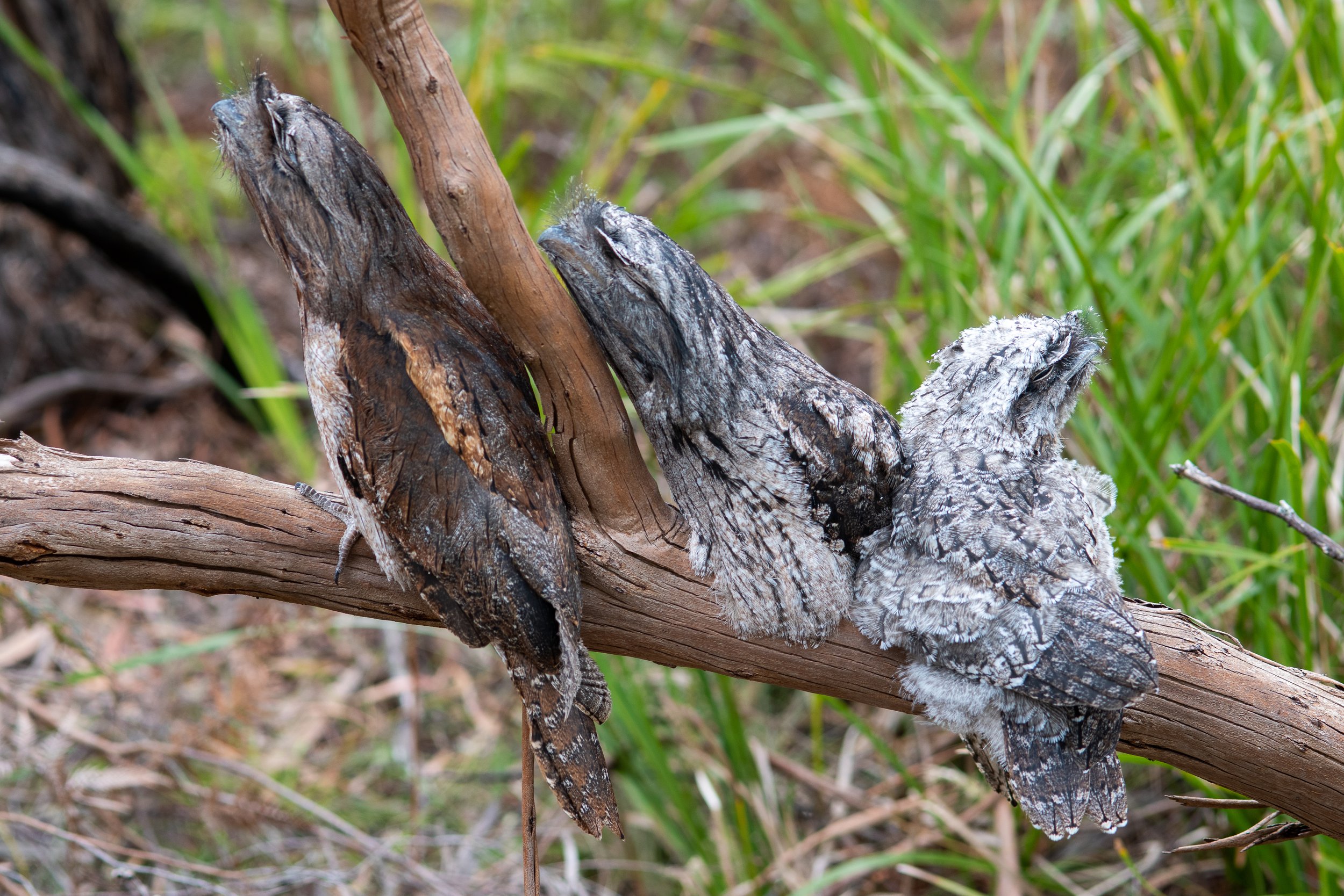  Tawny Frogmouth (Podargus strigoides) family 