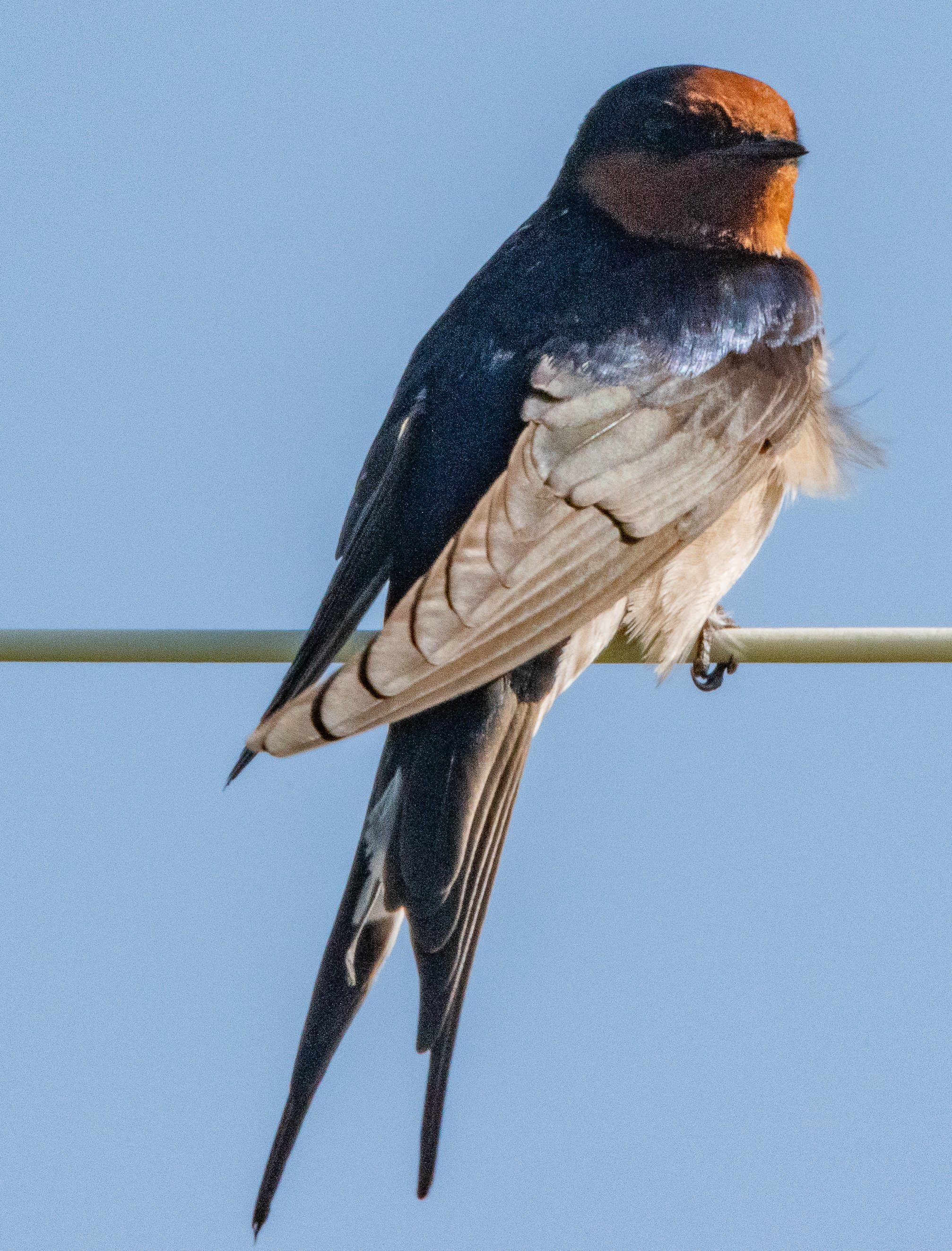  Welcome swallow (Hirundo neoxena 