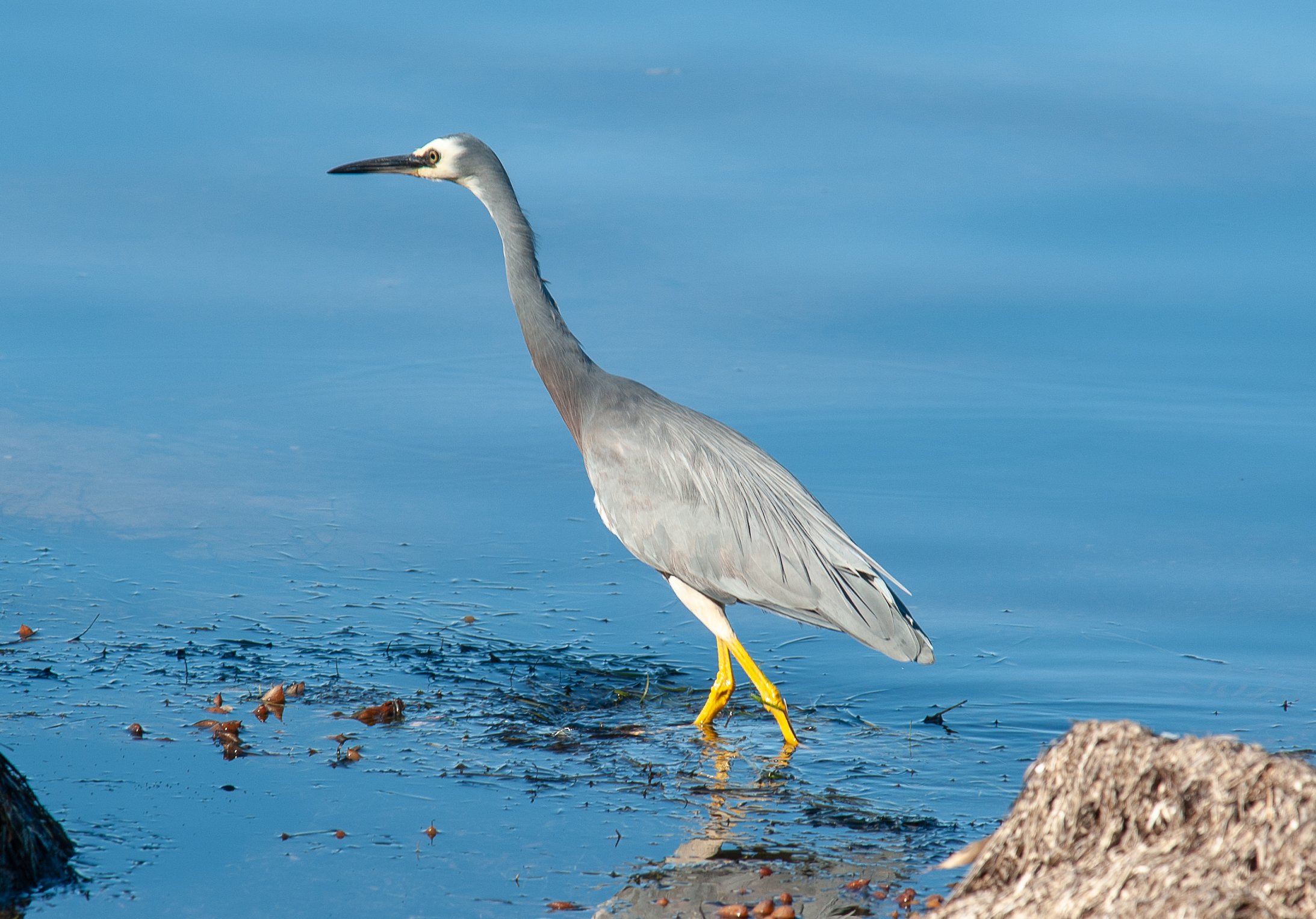  White-faced Heron (Egretta novaehollandiae) 