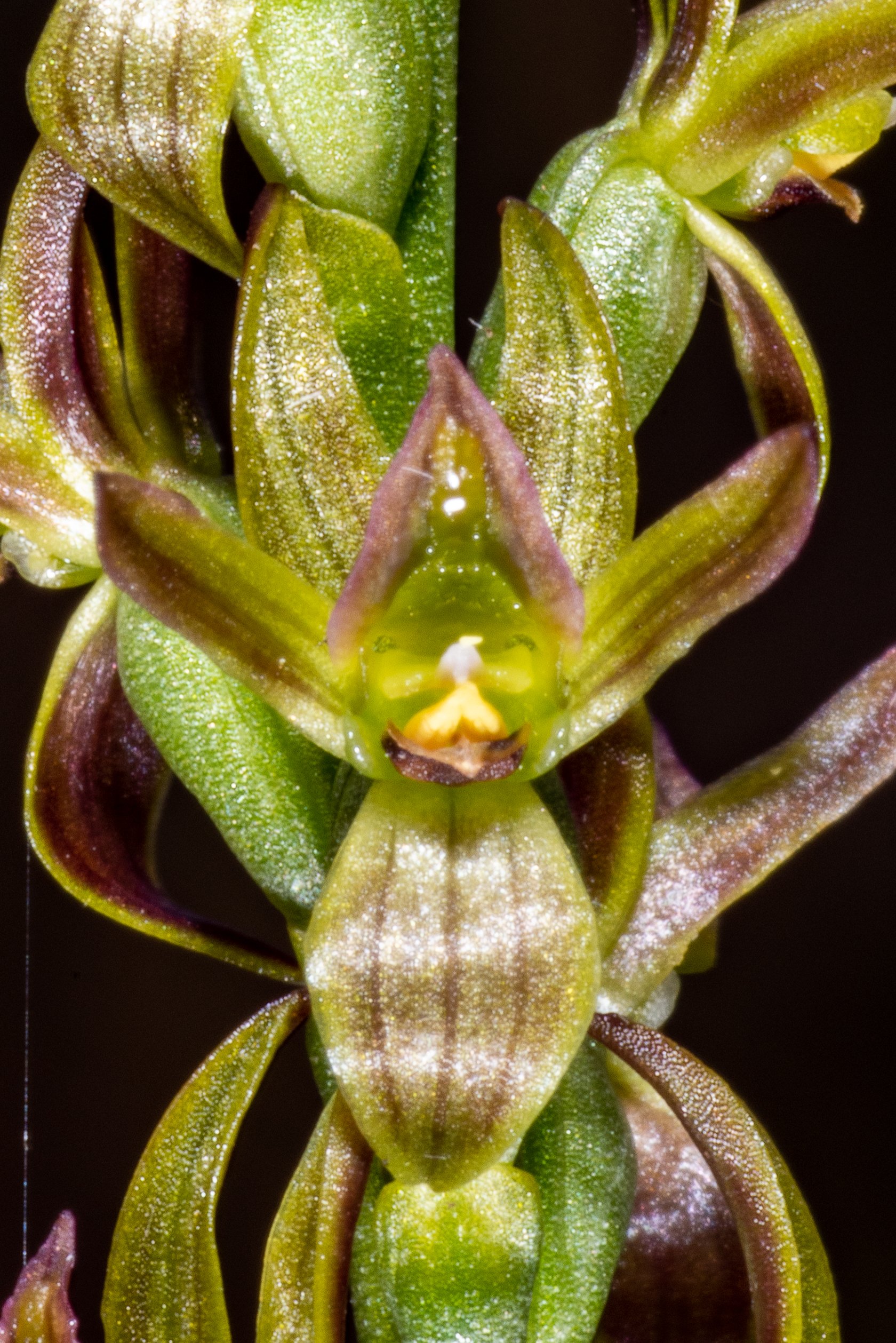  Prasophyllum crebriflorum 