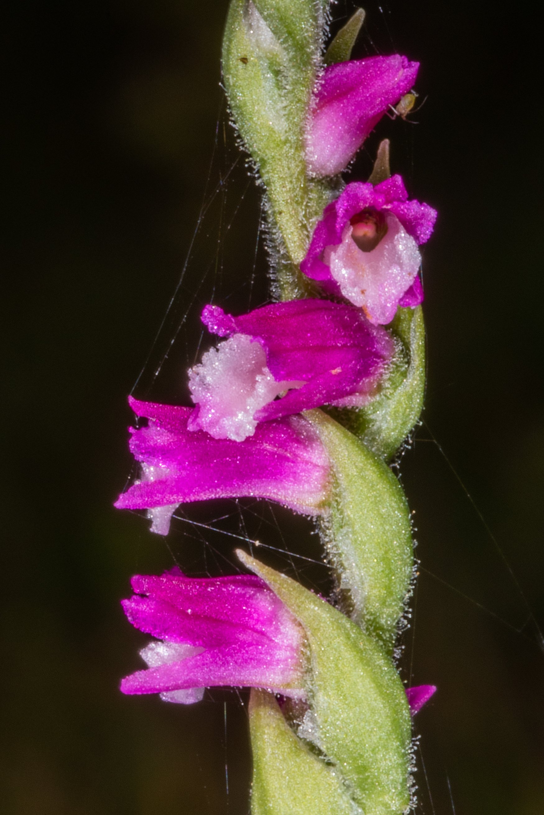  Spiranthes alticola 