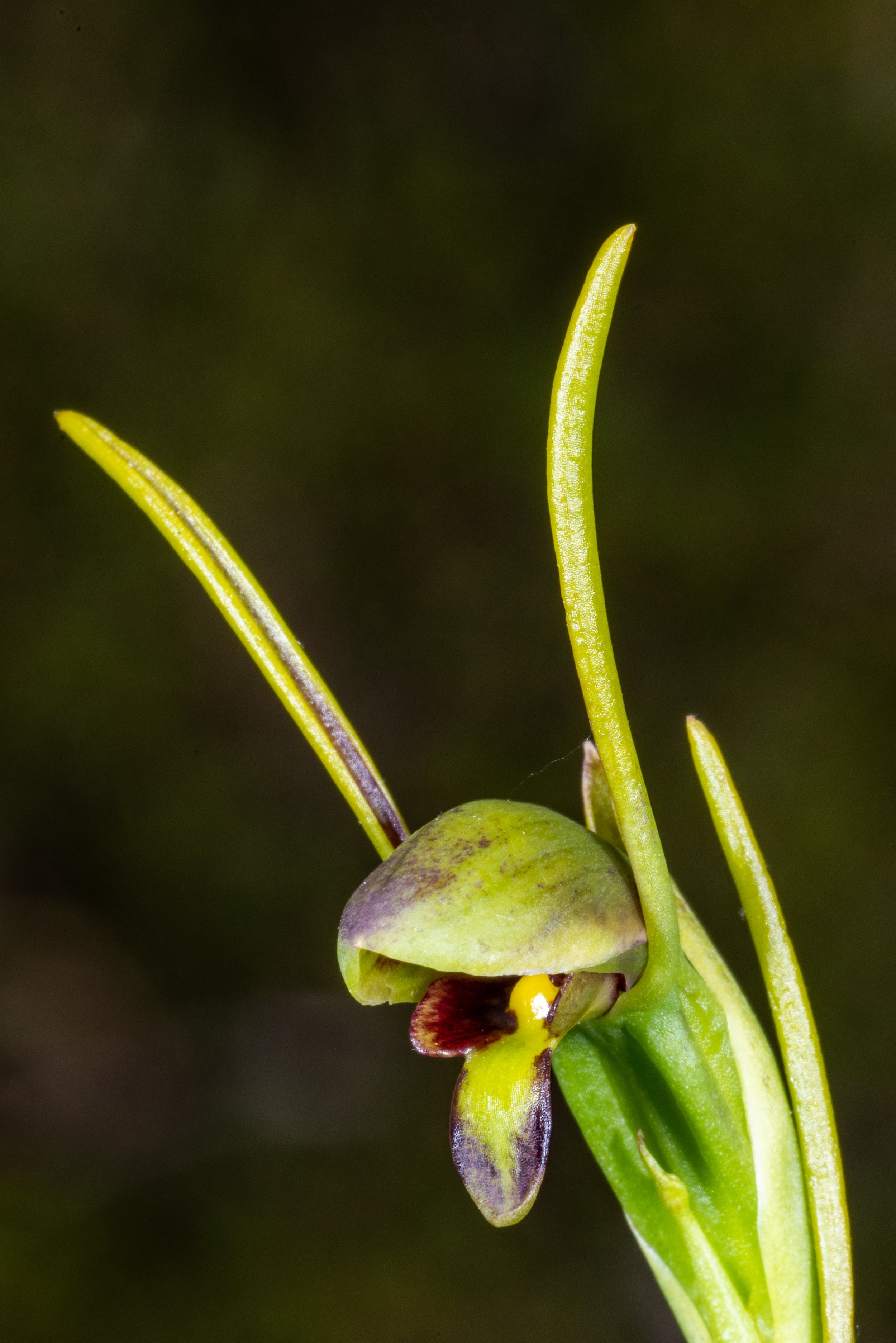  Orthoceras strictum 