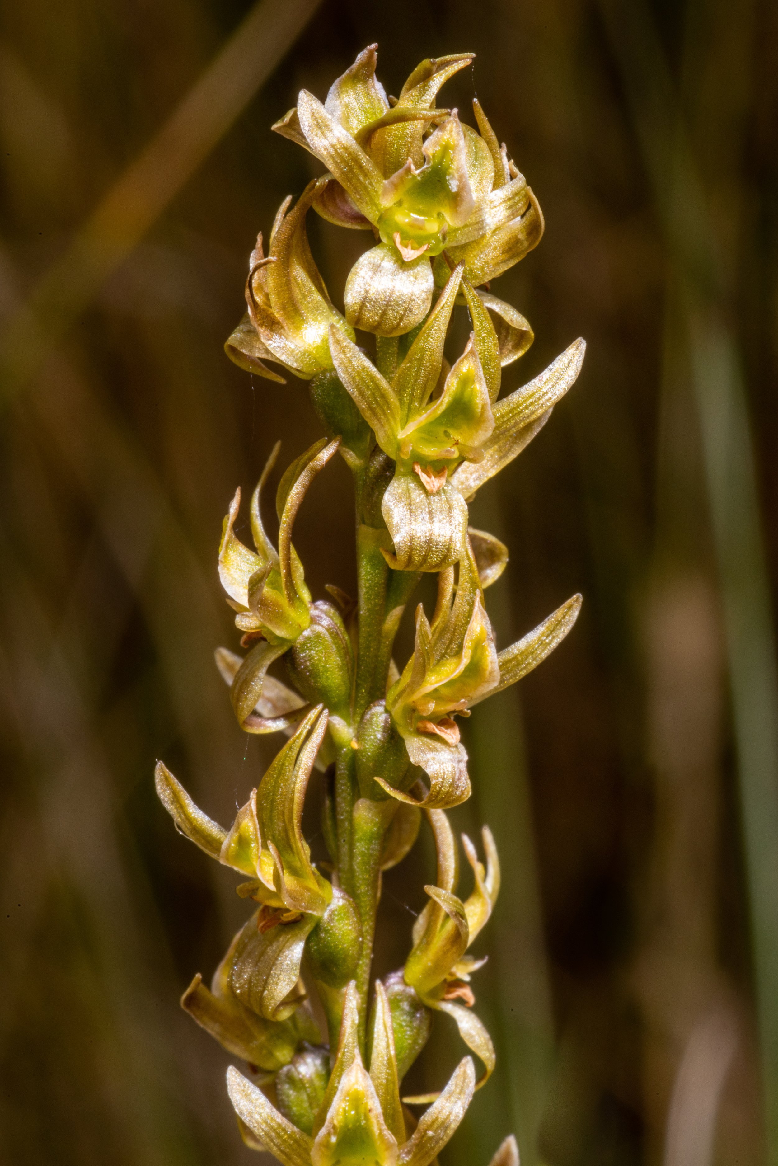  Prasophyllum crebriflorum 