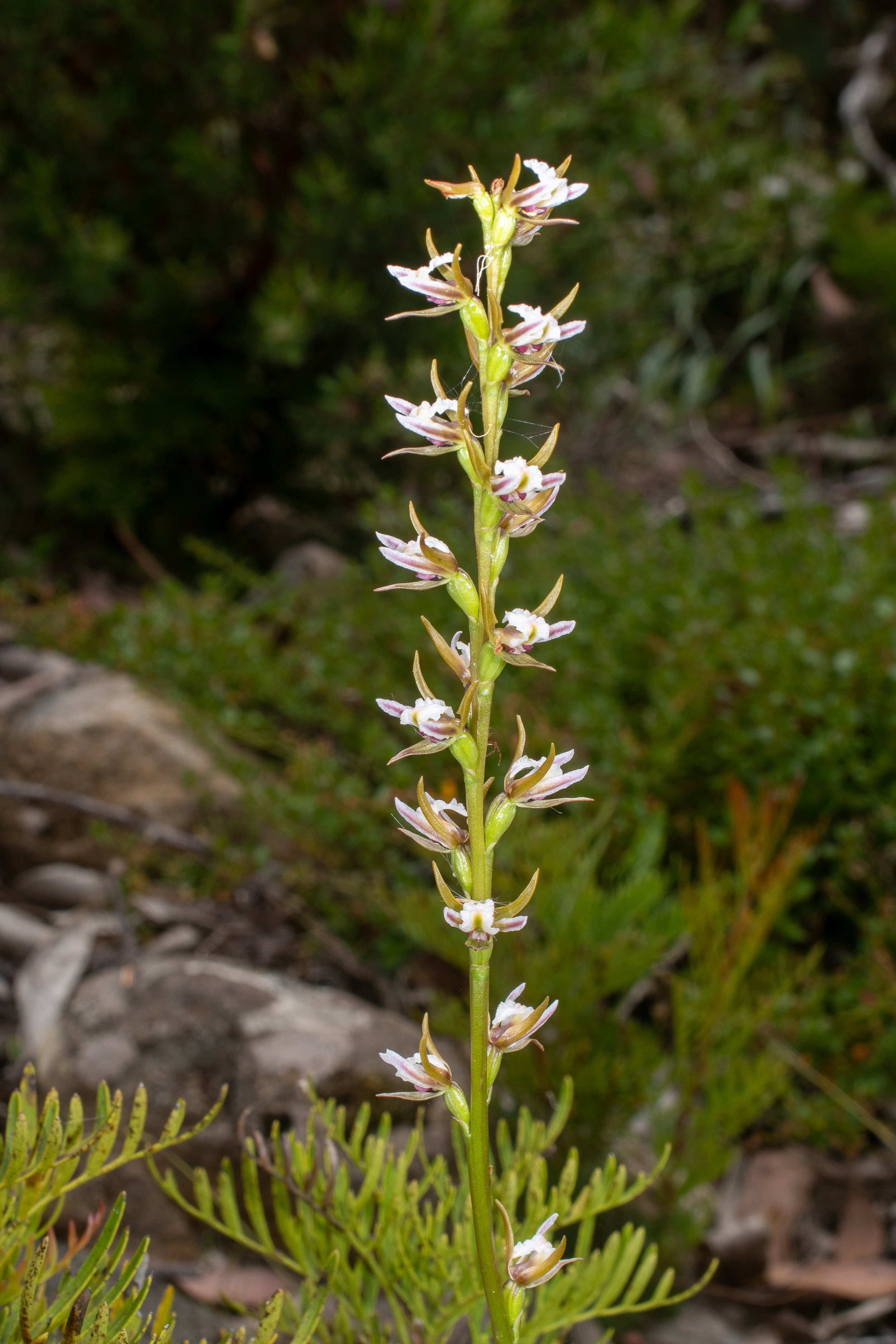  Prasophyllum stellatum 