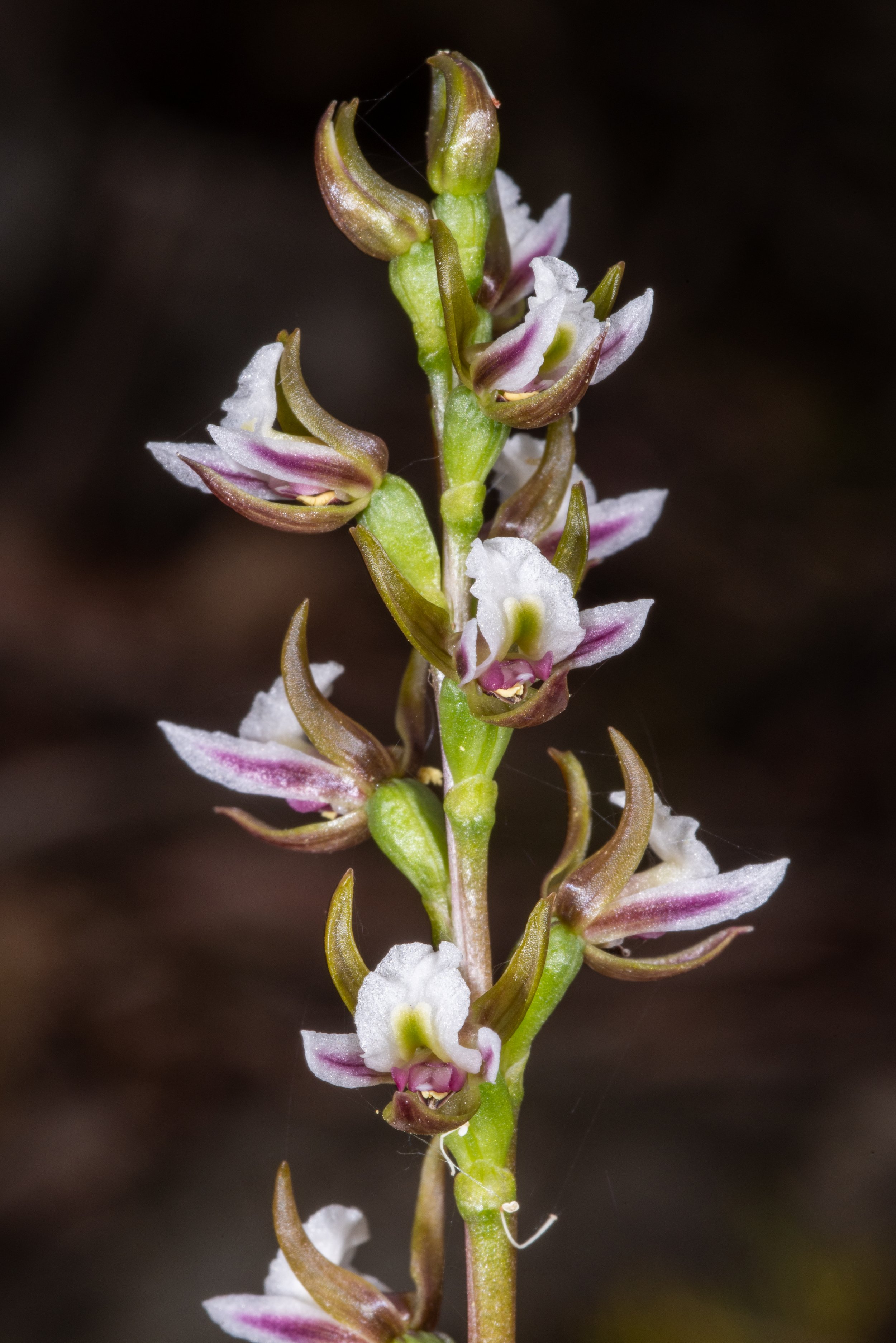  Prasophyllum stellatum 