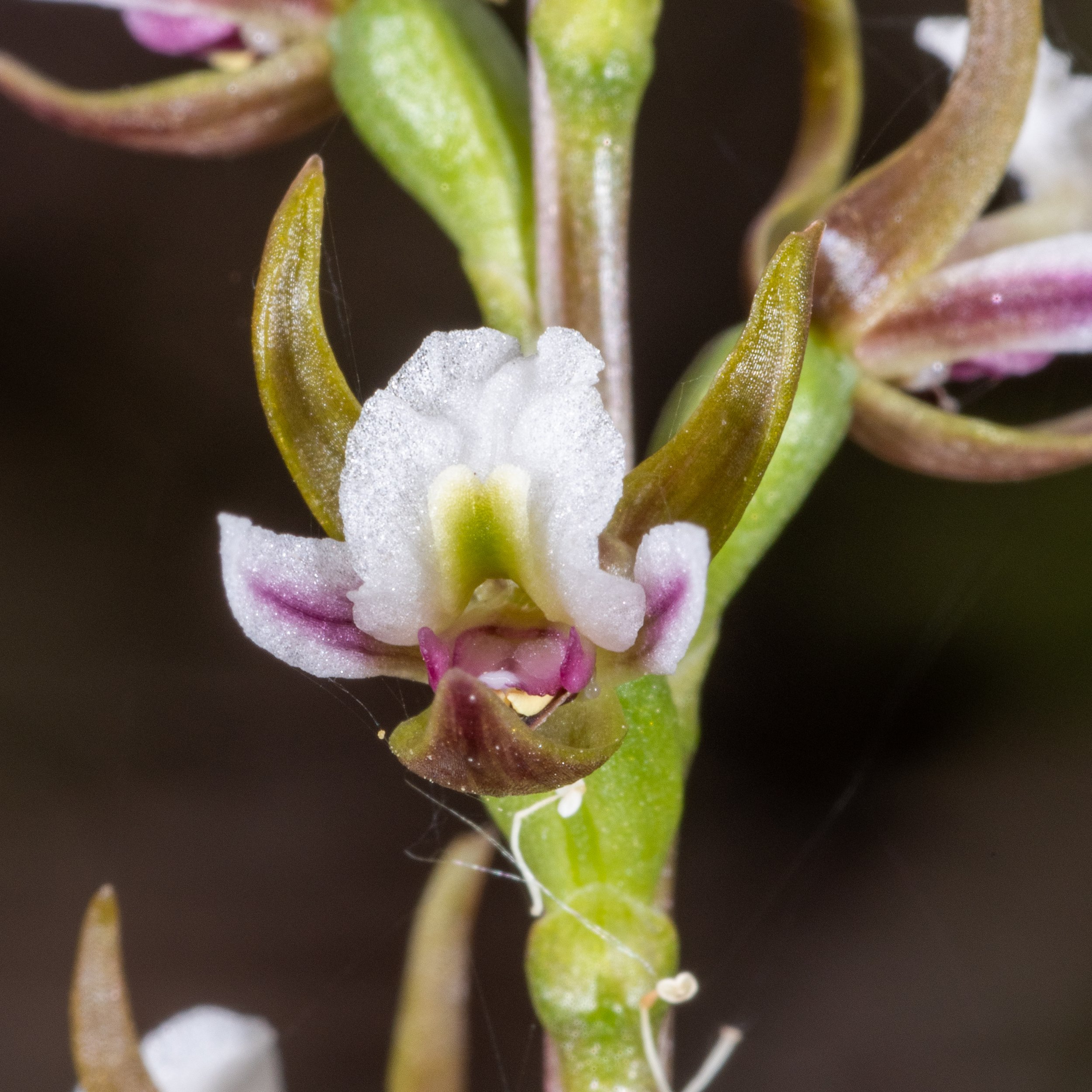  Prasophyllum stellatum 