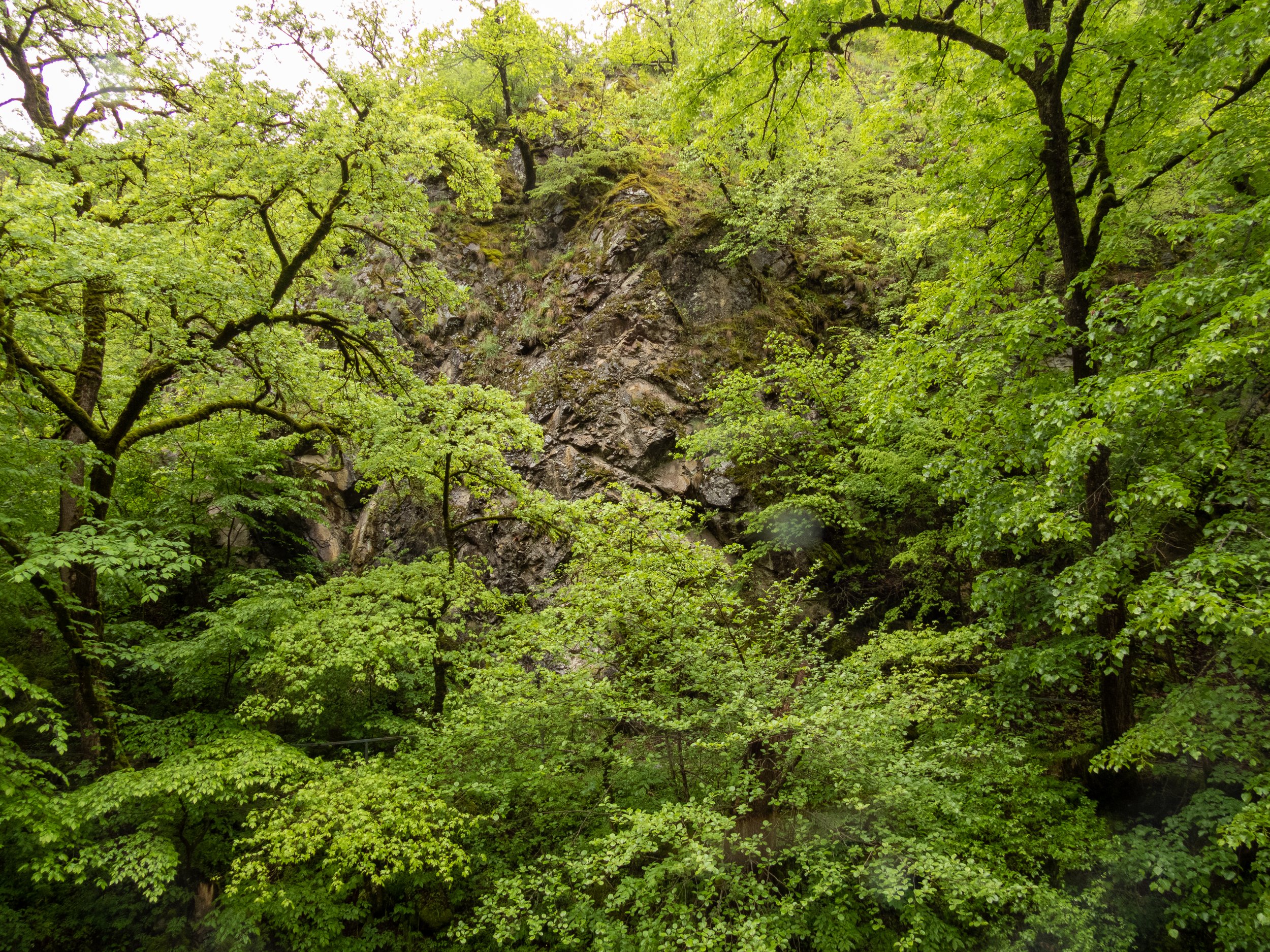 Lush spring growth on trees, Borjomi Historical Mineral Water Park, Borjomi, Georgia