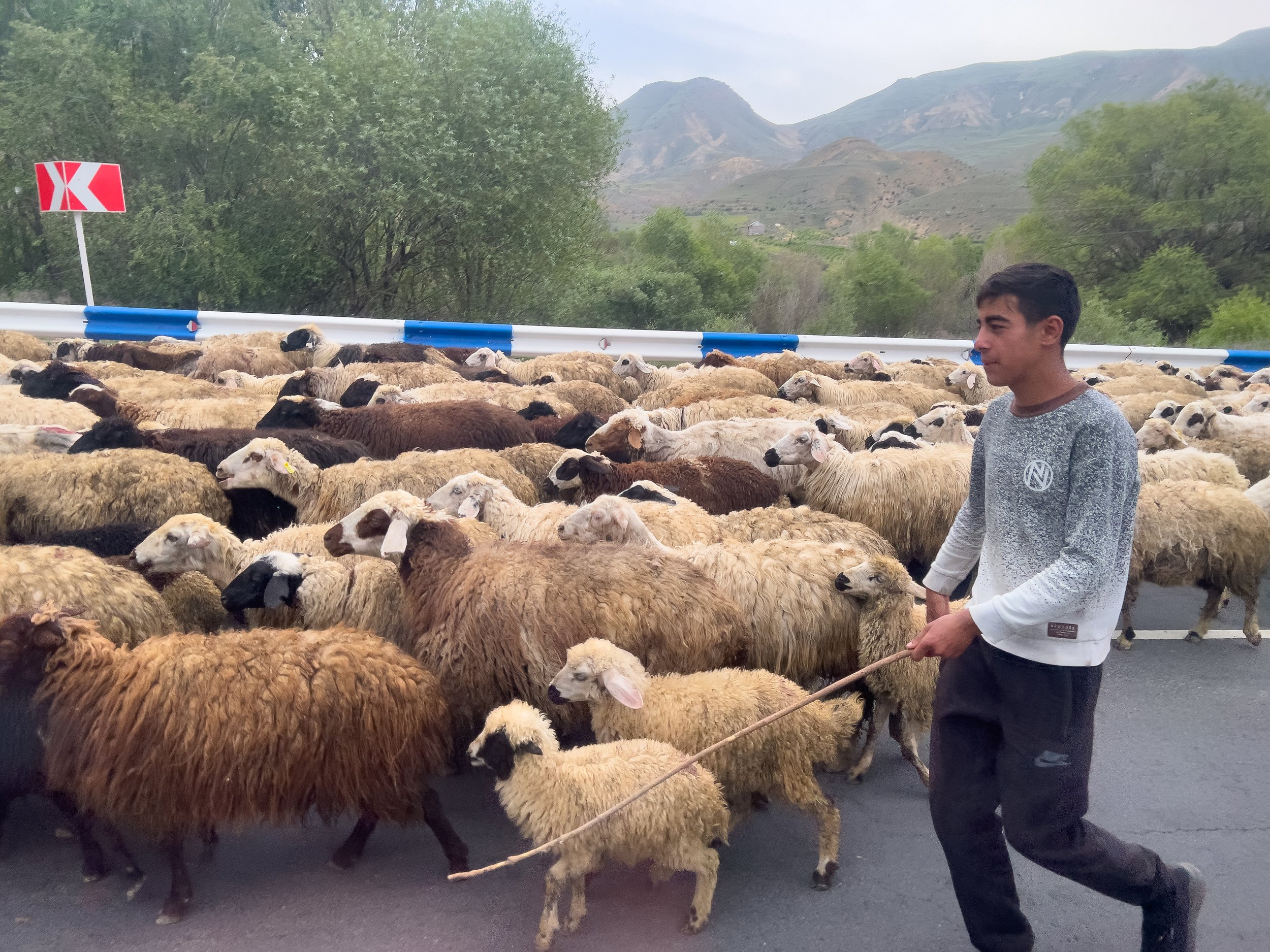 Sheep on road Arpa Valley, Armenia