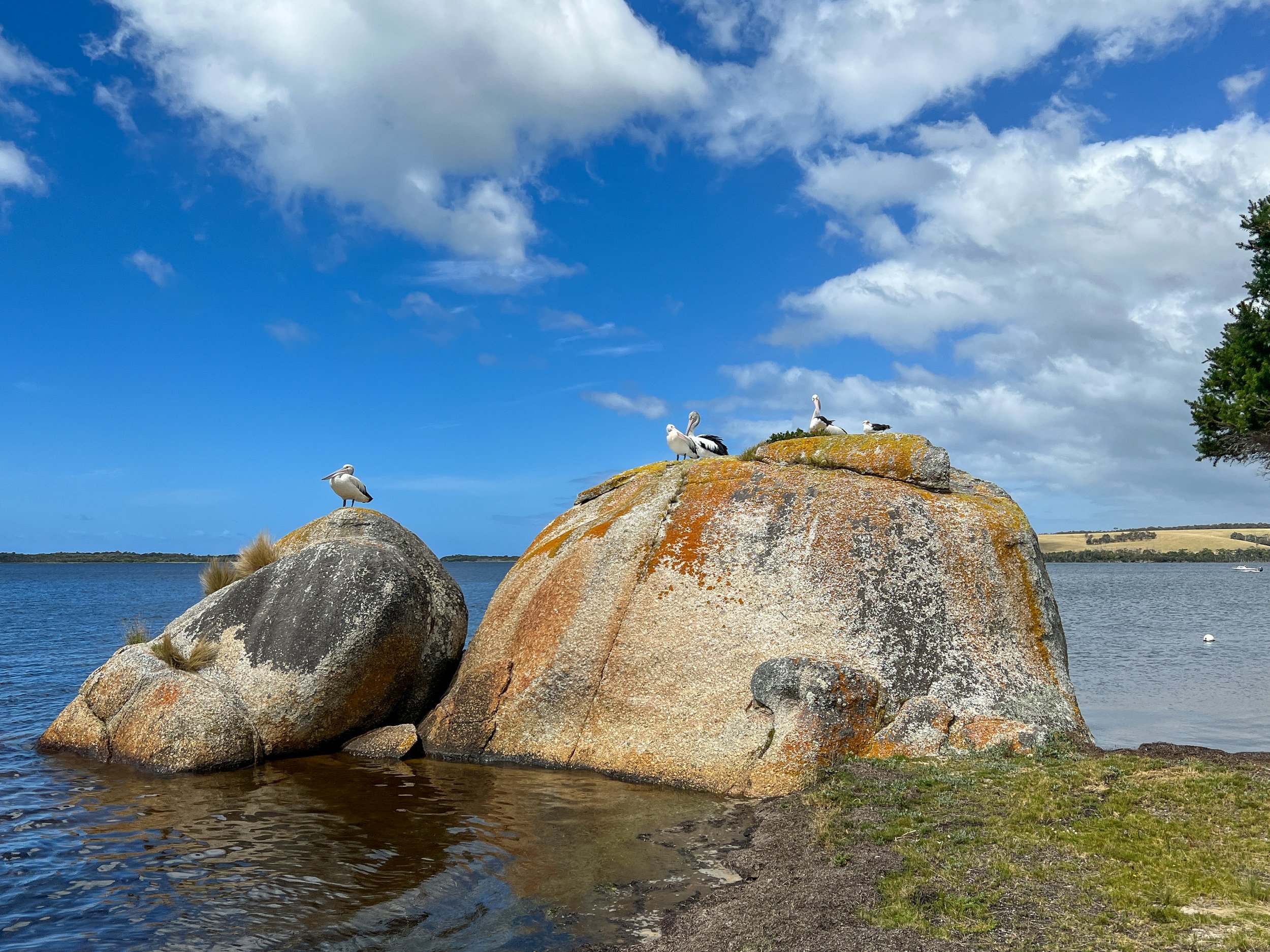 Pelicans on the big rock