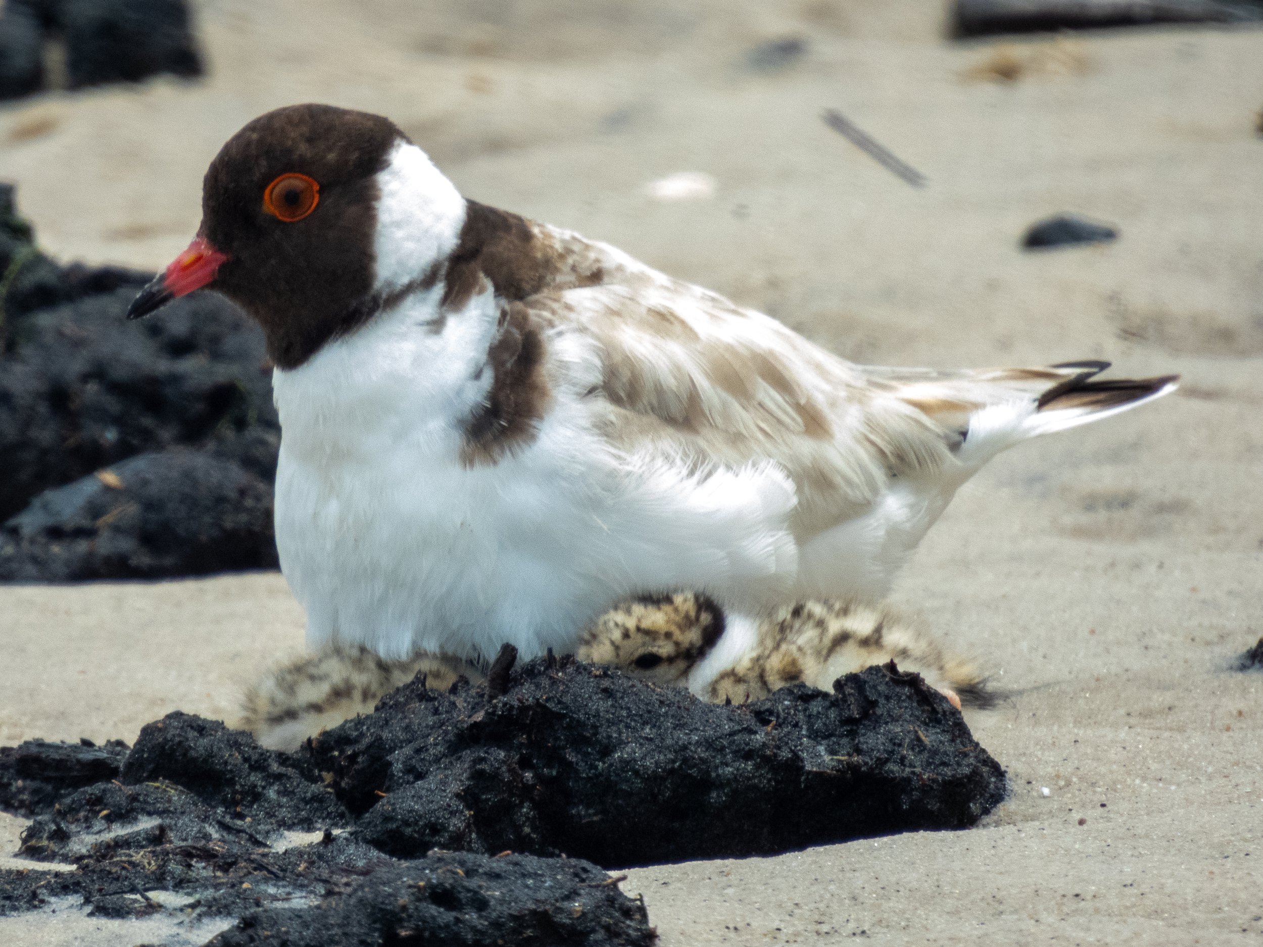 Hooded Plover (Thinornis rubricollis) with chicks, Channel, Anson's Bay
