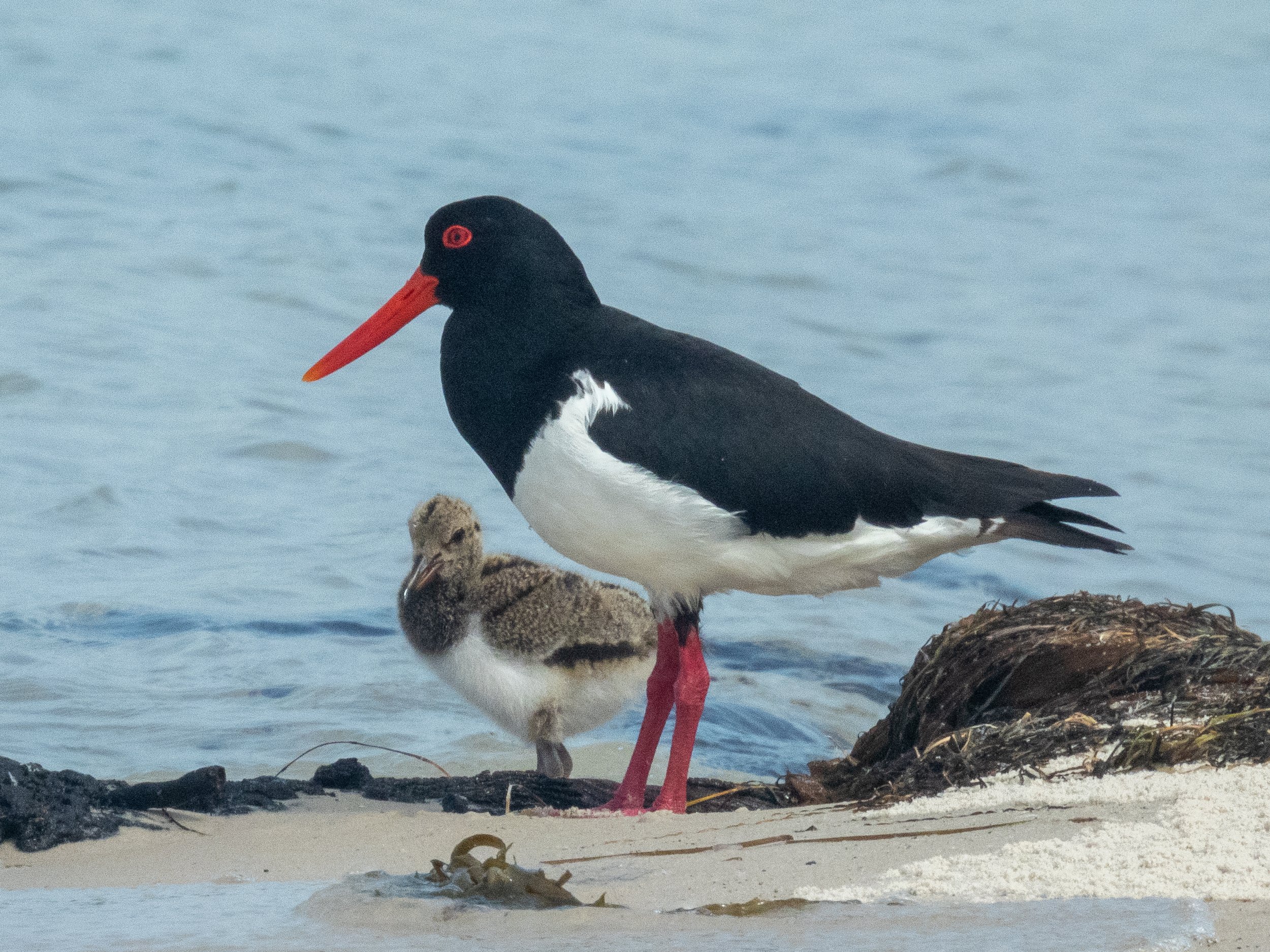 Pied Oystercatcher (Haematopus longirostris) with chick, Channel, Anson's Bay