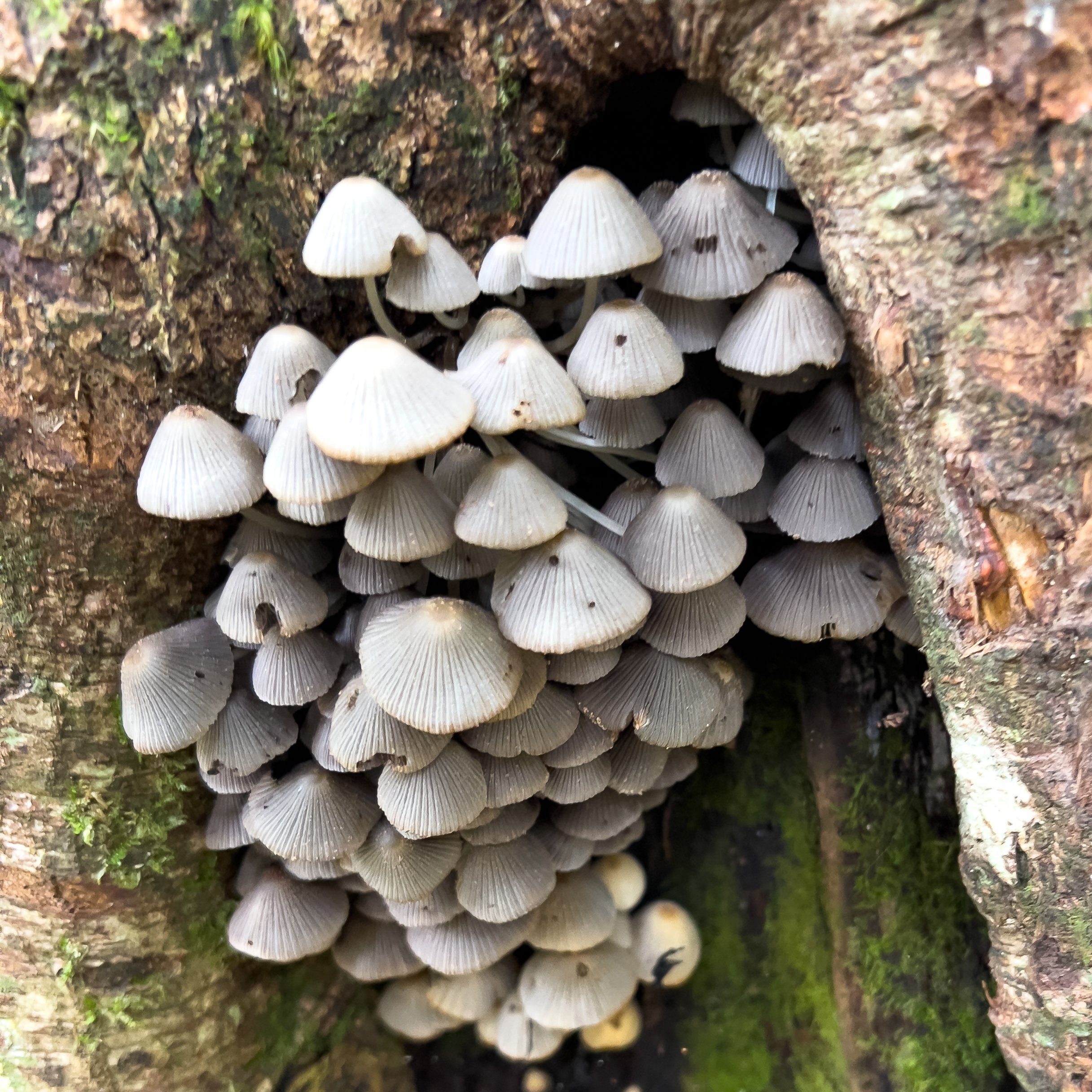 Fungi, Routeburn Shelter to Routeburn Falls Hut trail