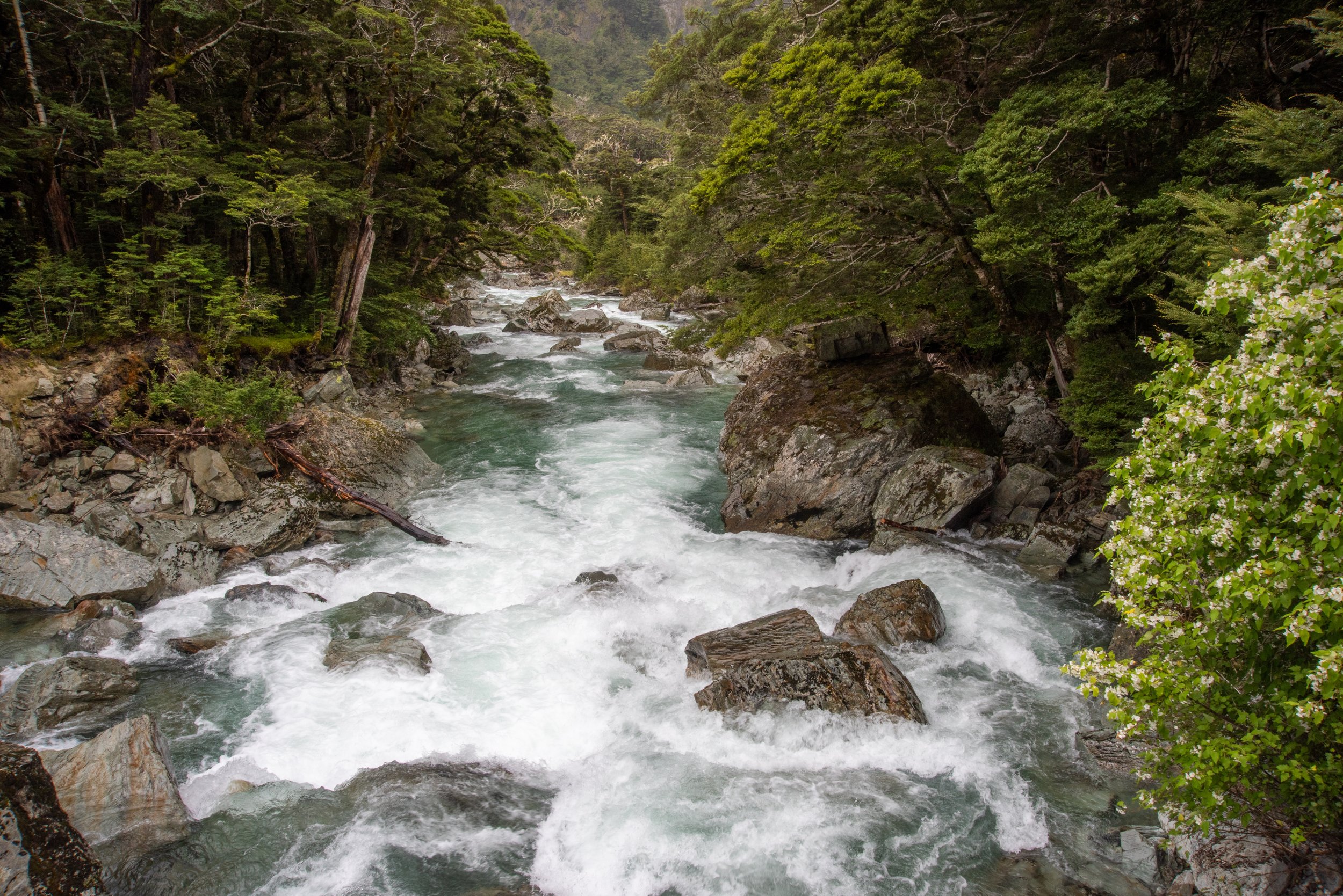 Routeburn Shelter to Routeburn Falls Hut trail