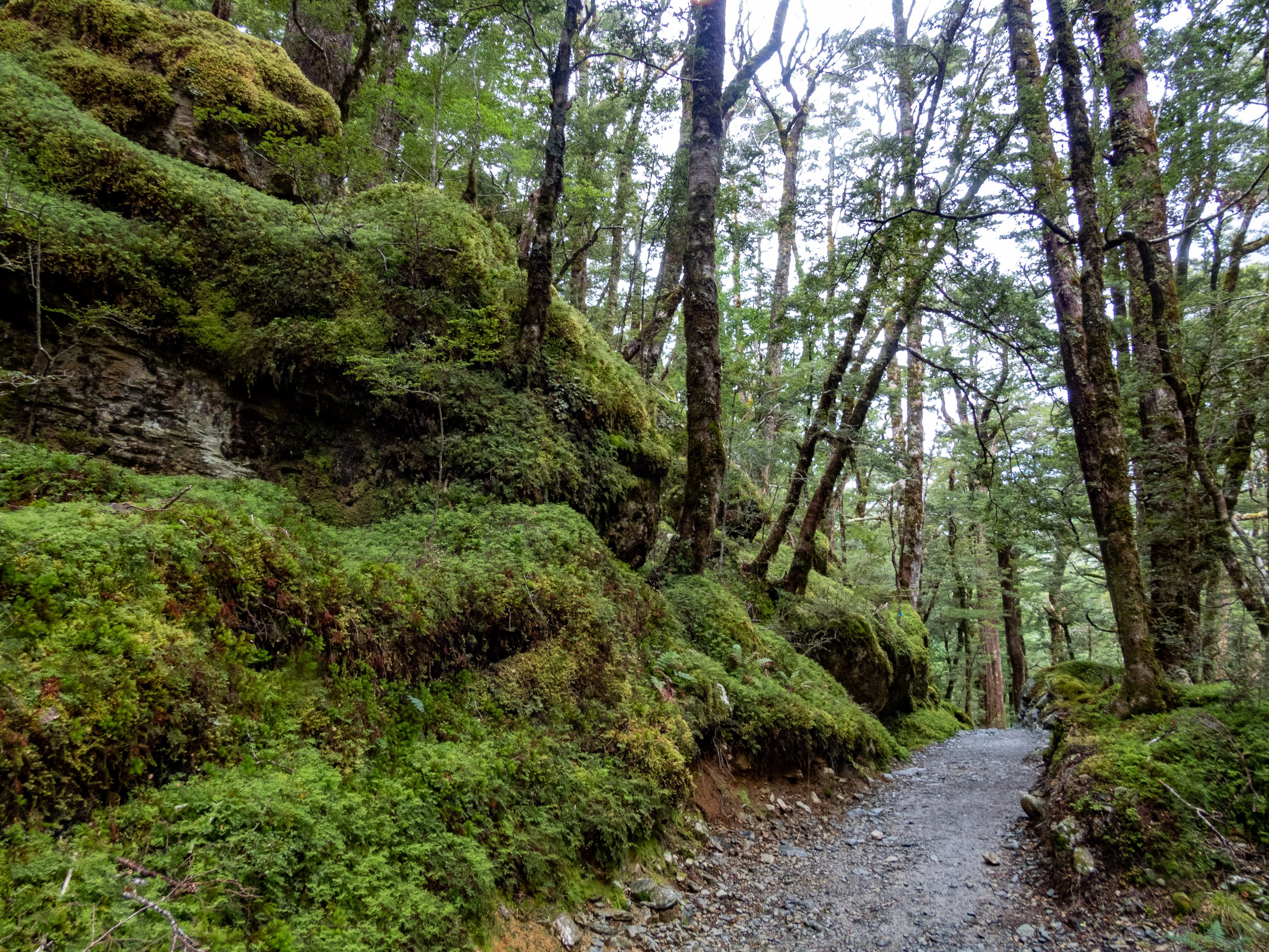 Routeburn Shelter to Routeburn Falls Hut trail