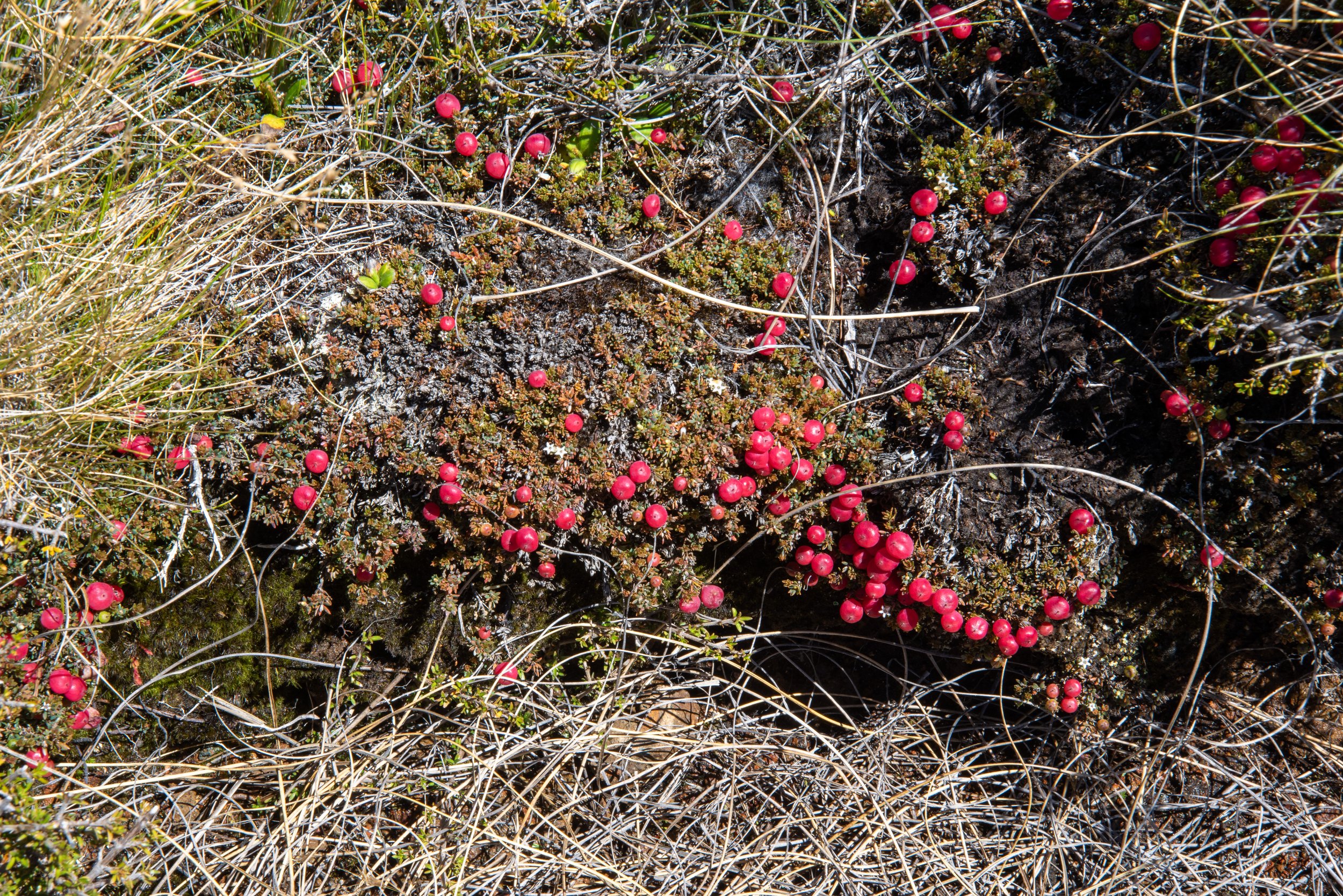 Berries on Kepler Trail
