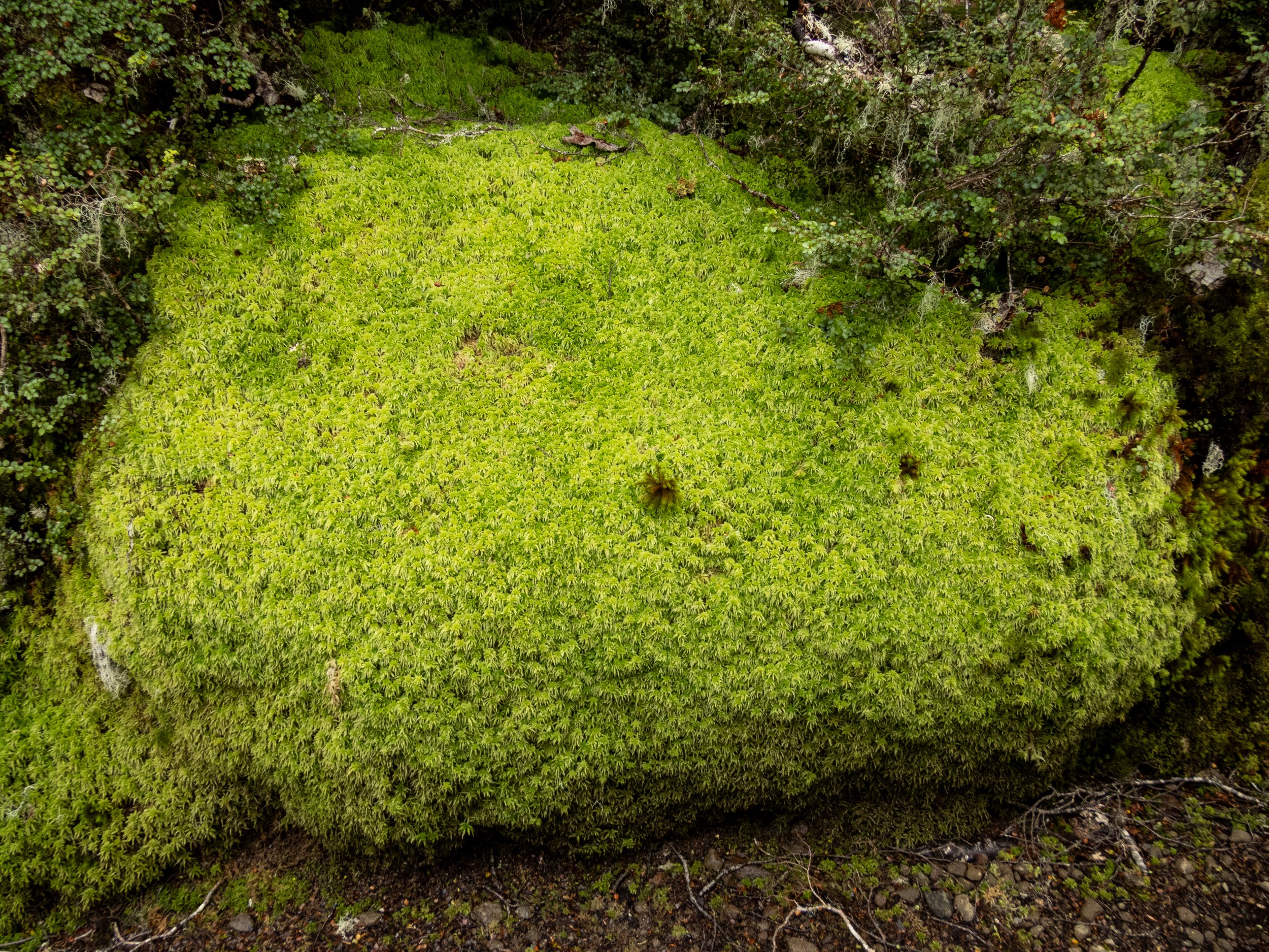 Moss in forest, Kepler Trail