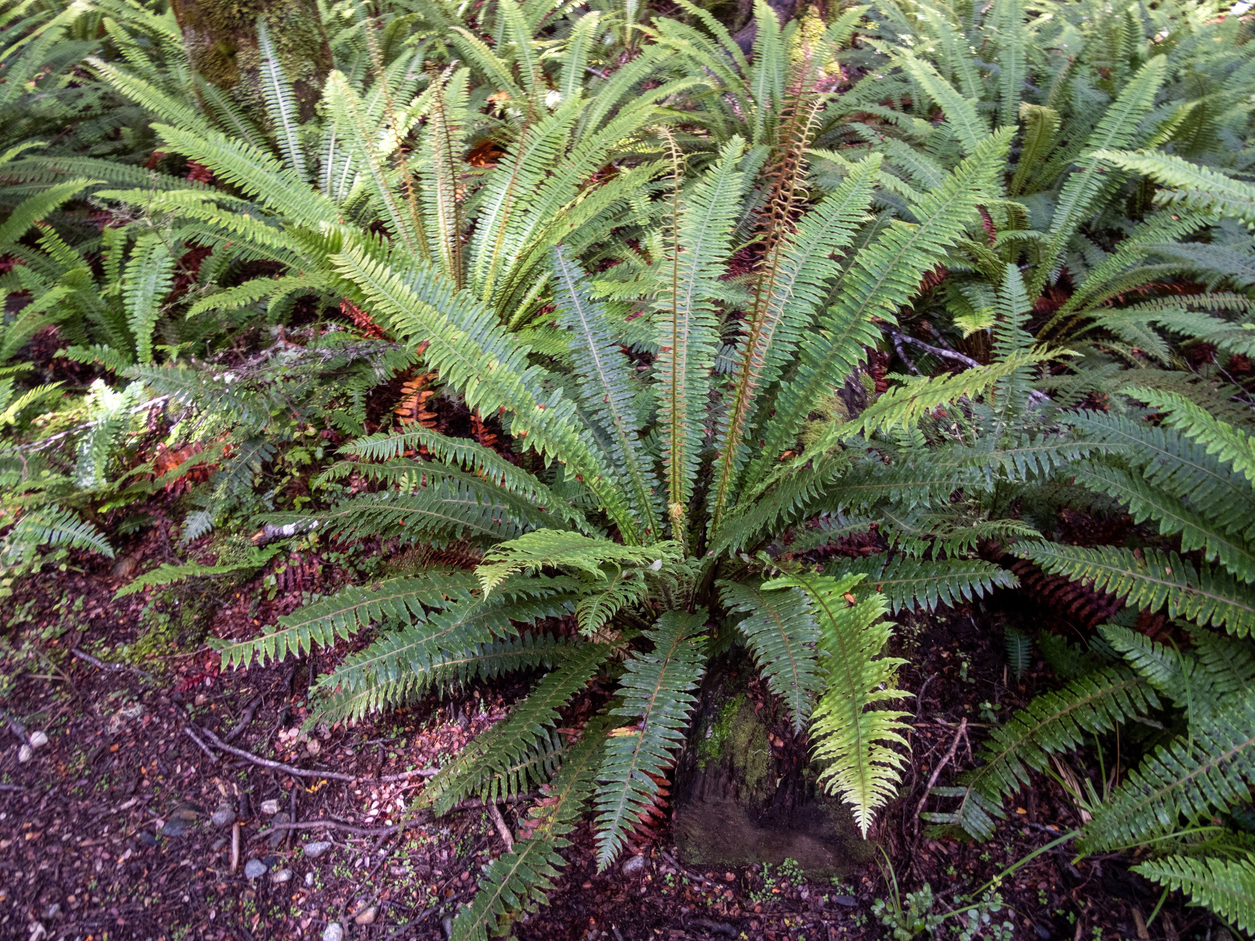 Ferns in forest, Kepler Trail