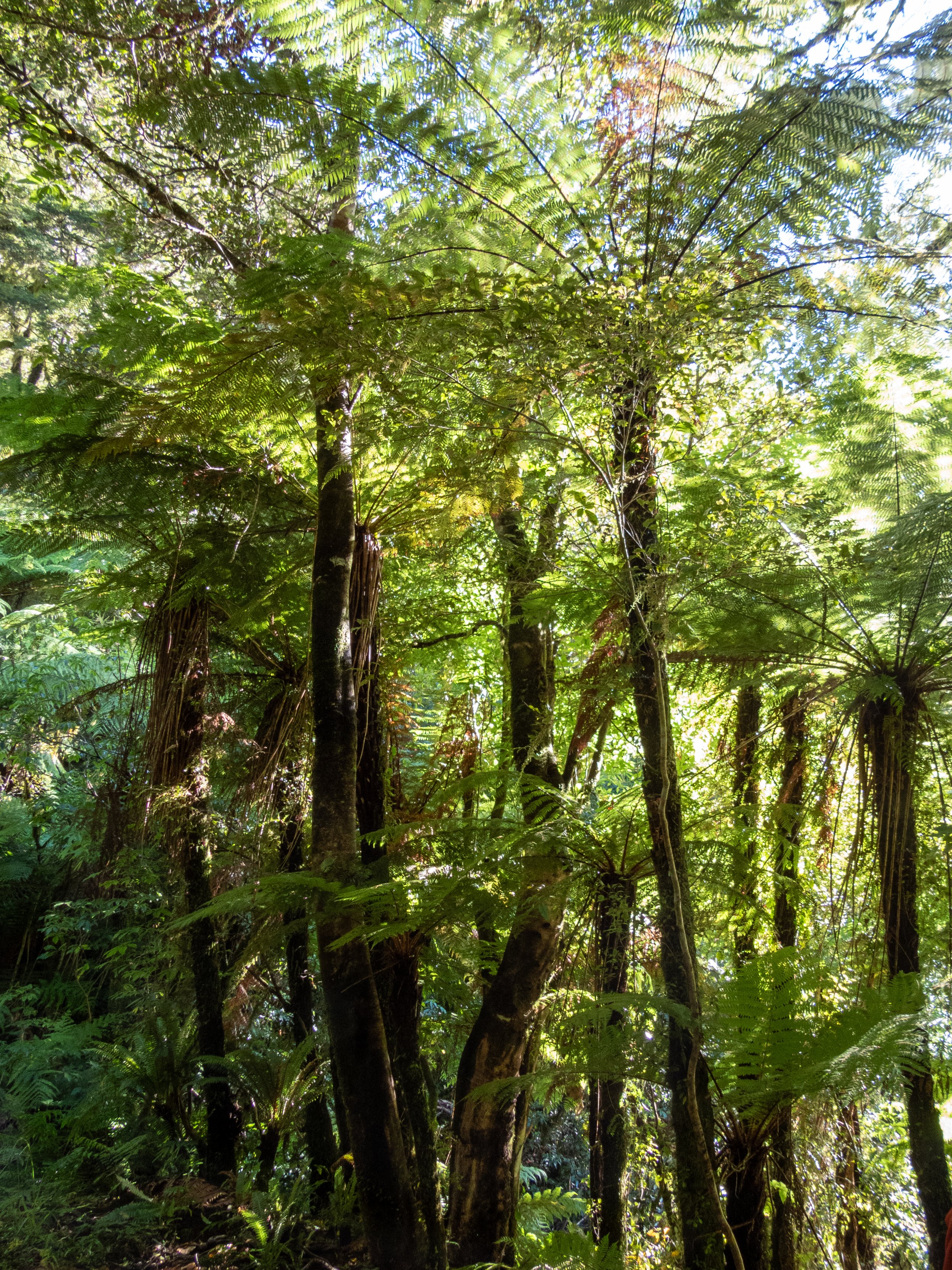 Rough tree ferns (Dicksonia squarrosum), Hike Milford Track to Giants Gate