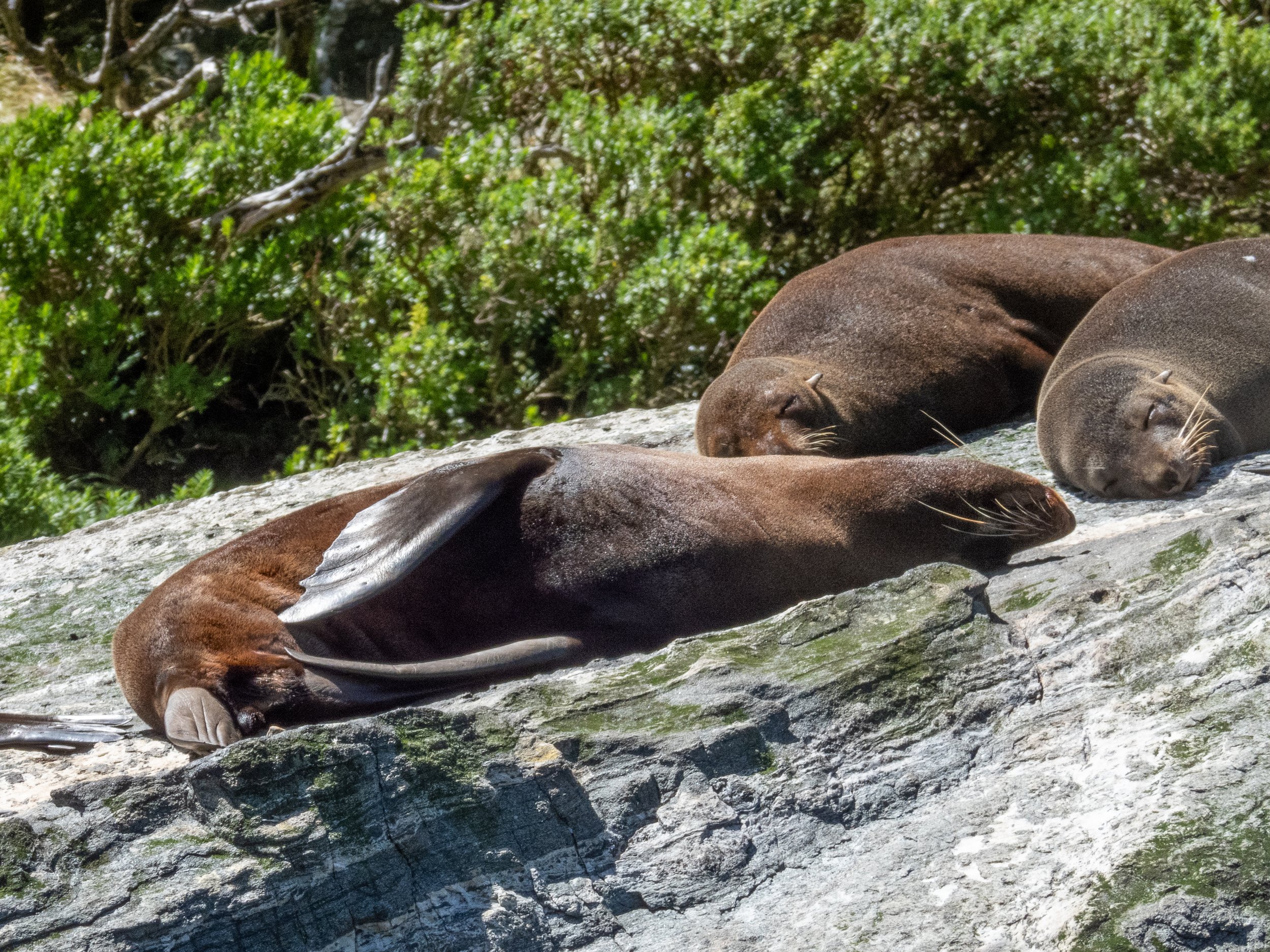 Sea lions on Seal Rock, Milford Sound cruise