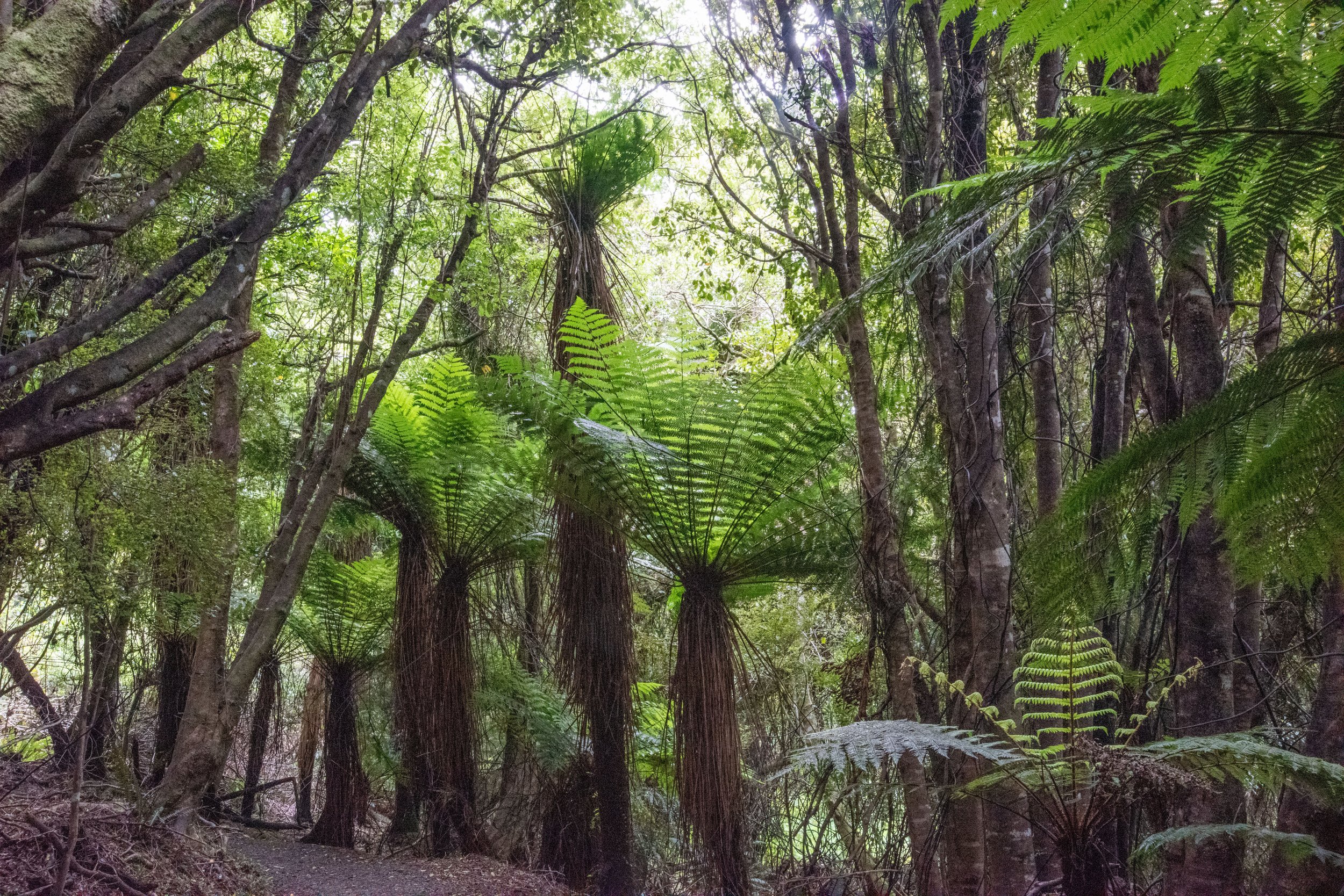 Tree ferns, Rakiura Track, Stewart Island
