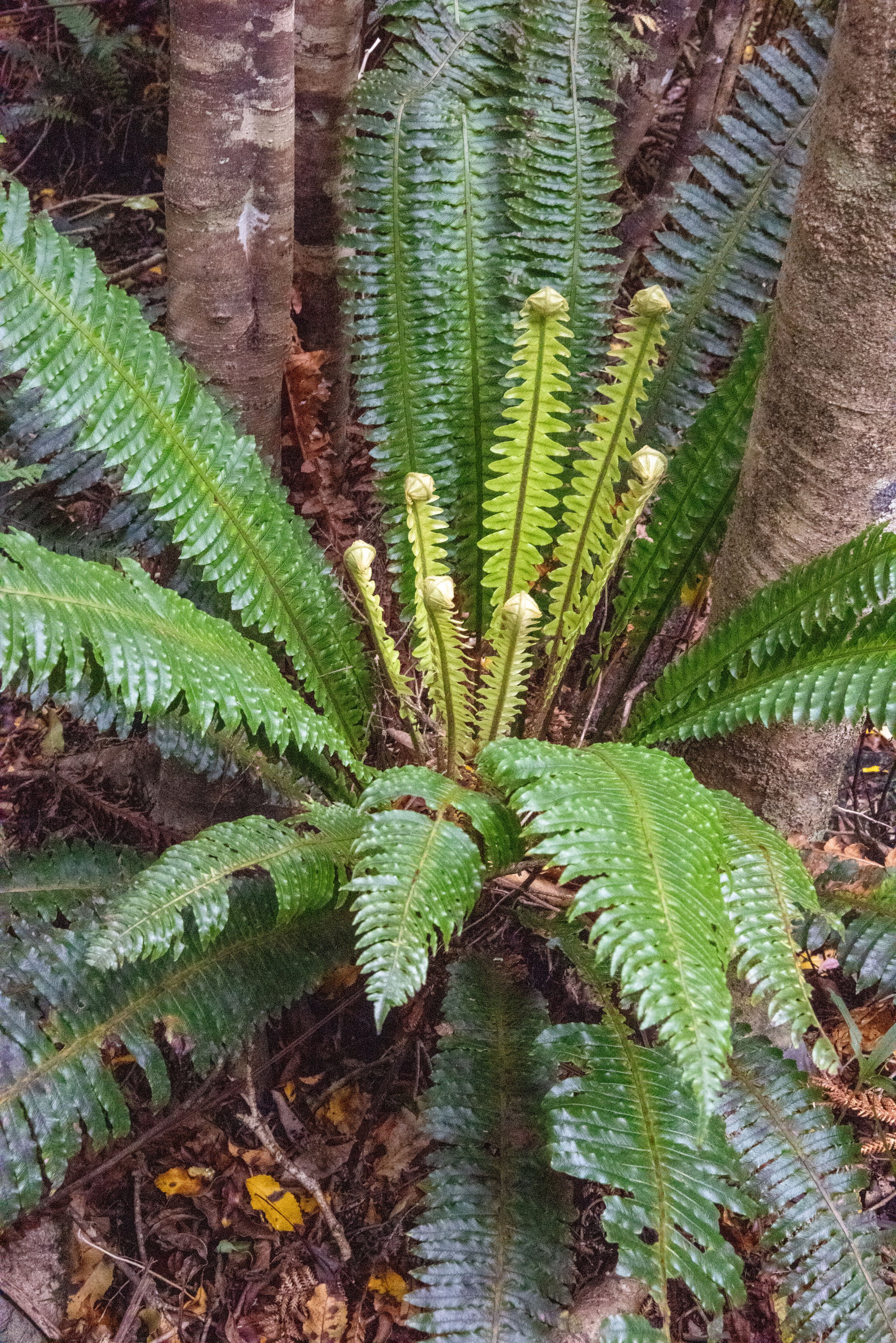 Ferns on Rakiura Track, Stewart Island