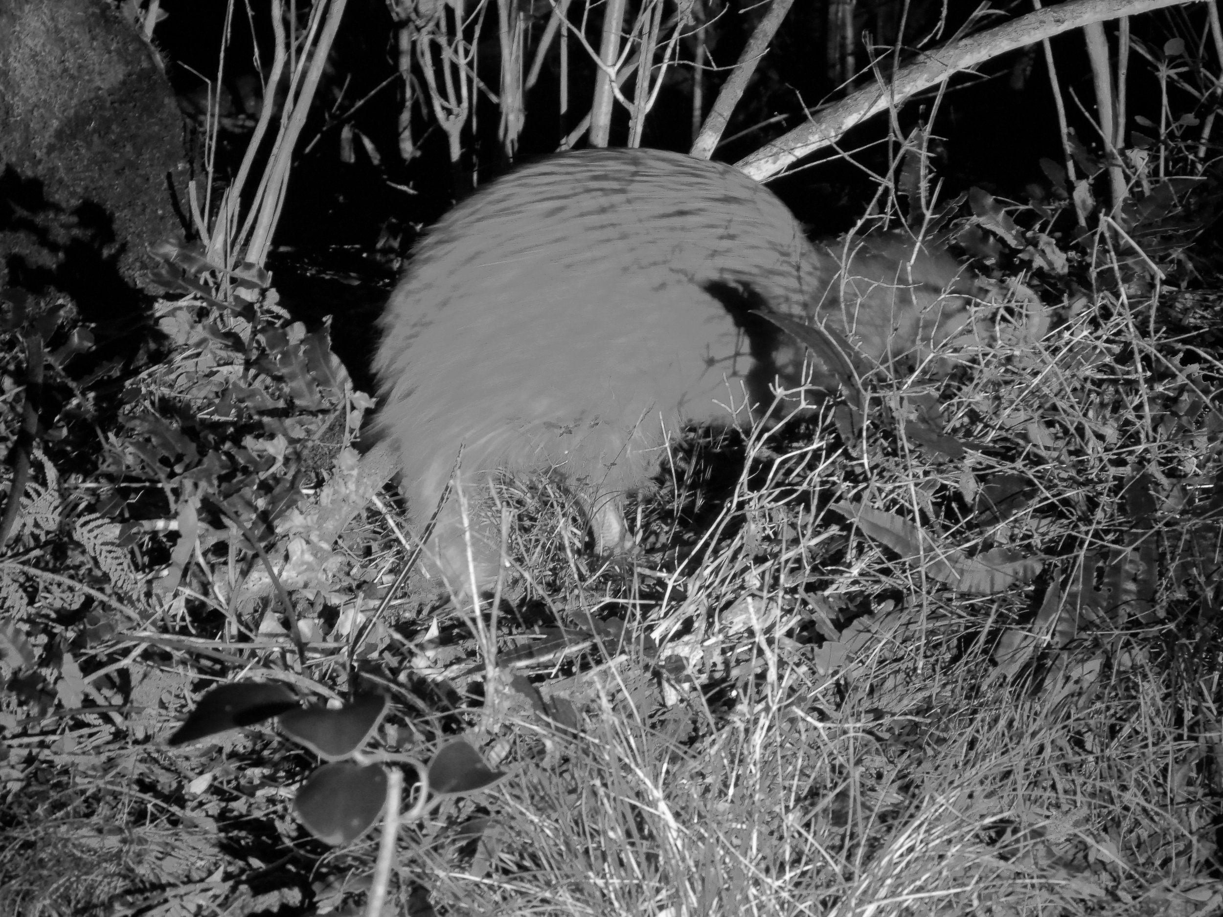 Kiwi, Glory Cove, Stewart Island Wild Kiwi Encounter, Steward Island