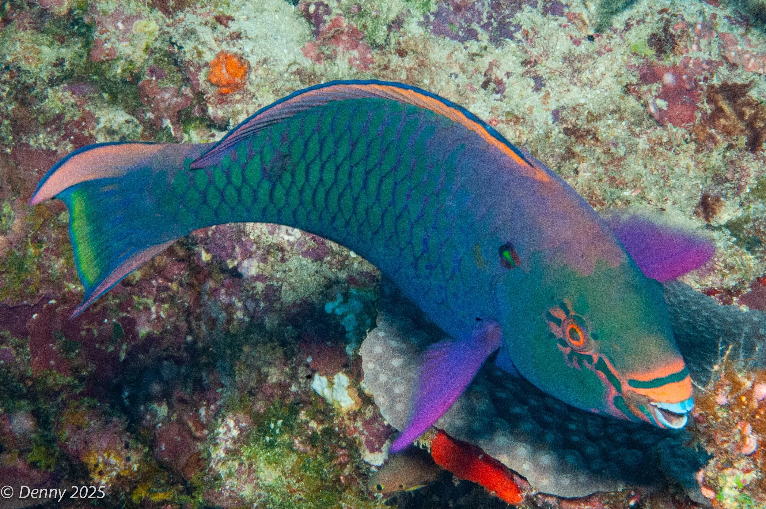 002 Swarthy parrotfish (Scarus niger), Drop Off, Rainbow Reef, Taveuni, Fiji, 19 Nov 2025.jpg