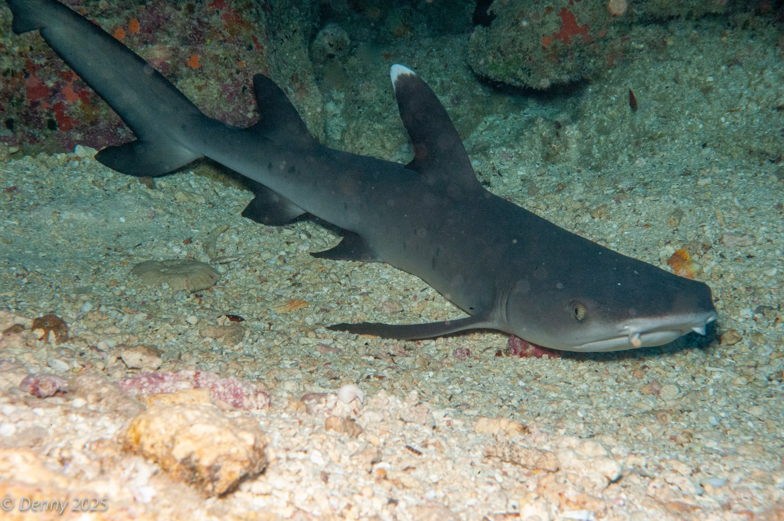004 Whitetip reef shark ( Triaendon obesus), Drop off - Rainbow Reef, Taveuni, Fiji, 19 Nov 2025.jpg