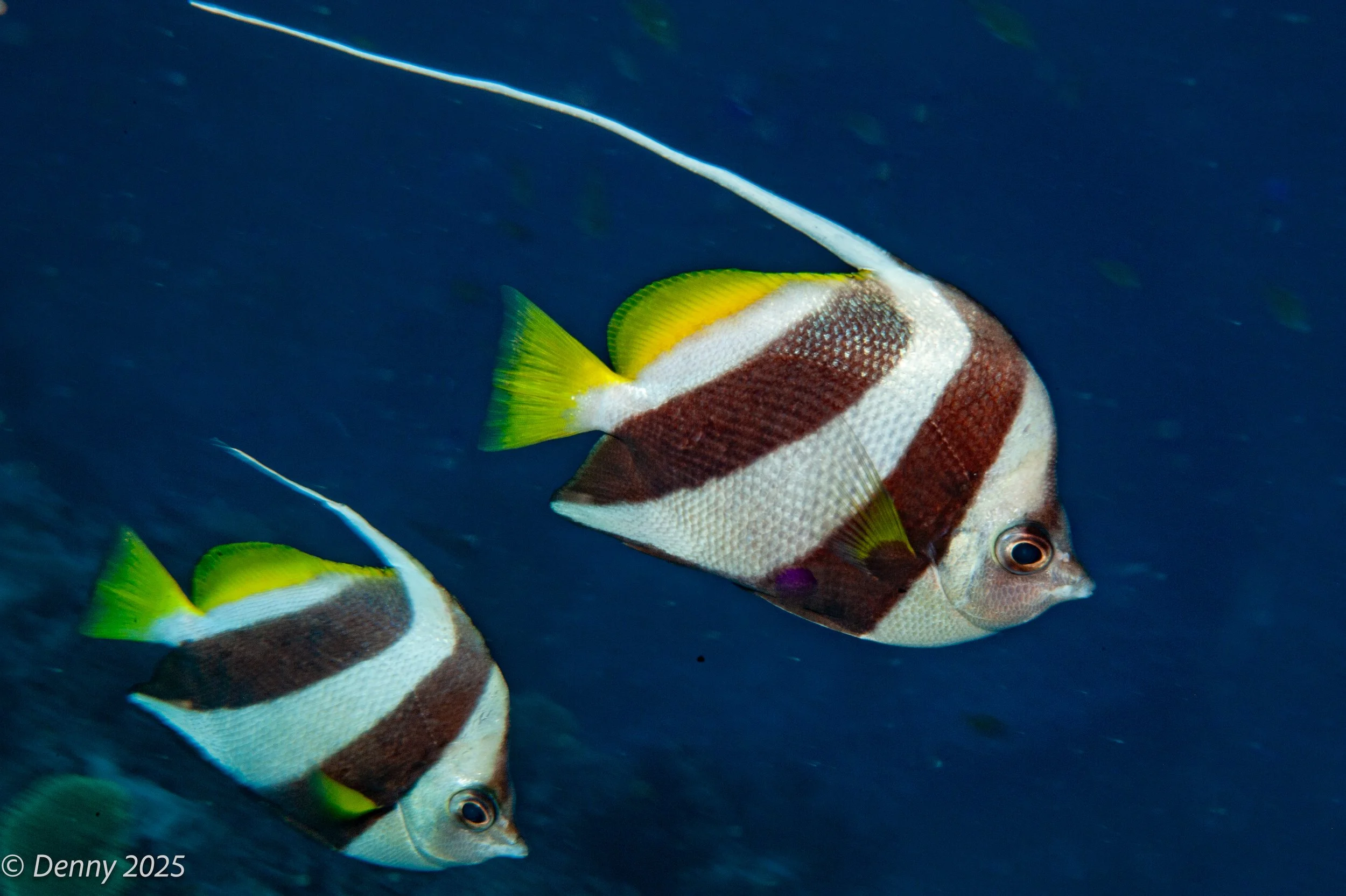 012 Longfin bannerfish, Fish Factory, Rainbow Reef, Taveuni, Fiji, 20 Nov 2025.jpg