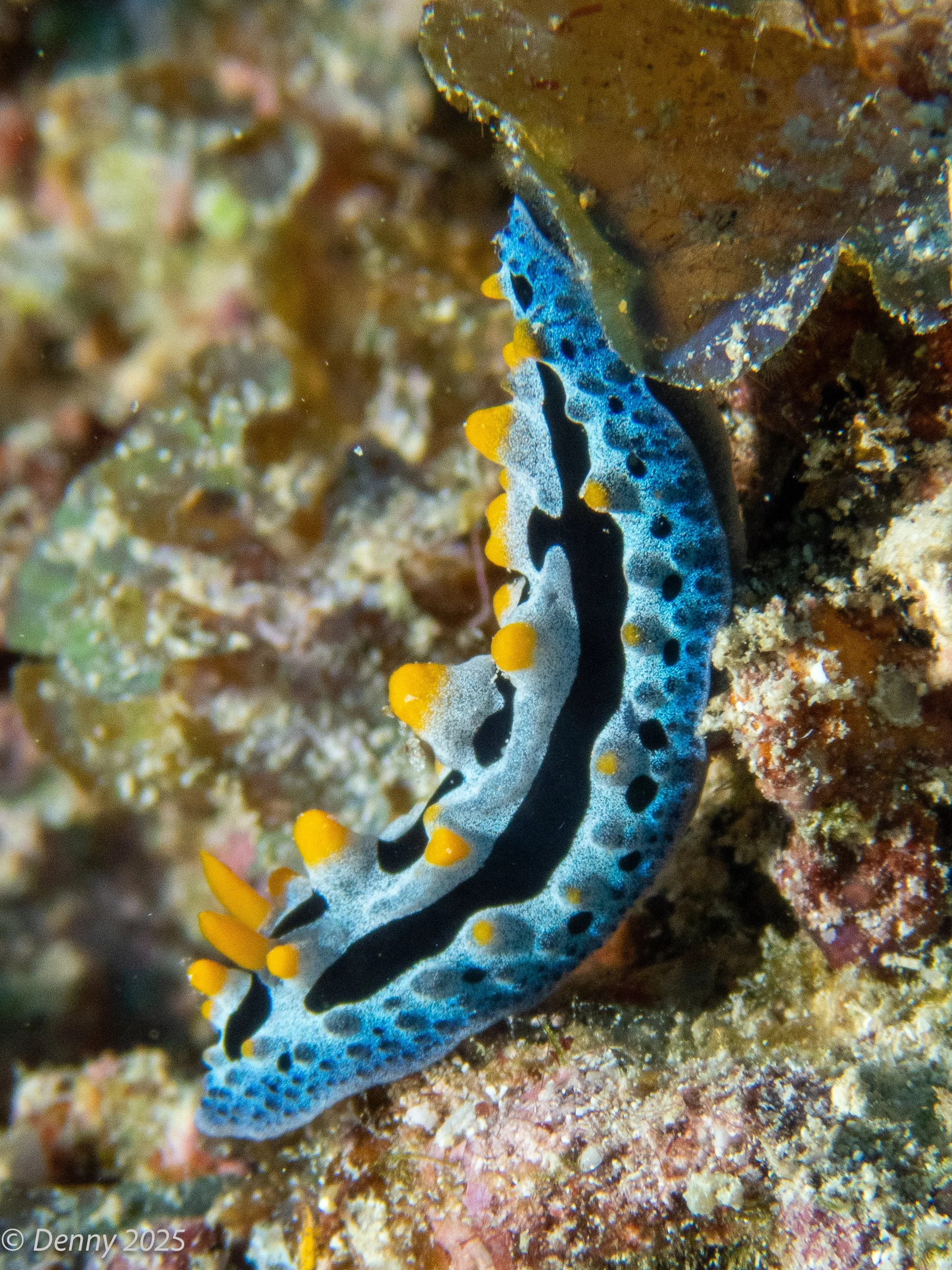 014 Phyllidia coelestis nudibranch, Fish Factory, Rainbow Reef, Taveuni, Fiji, 20 Nov 2025-4.jpg