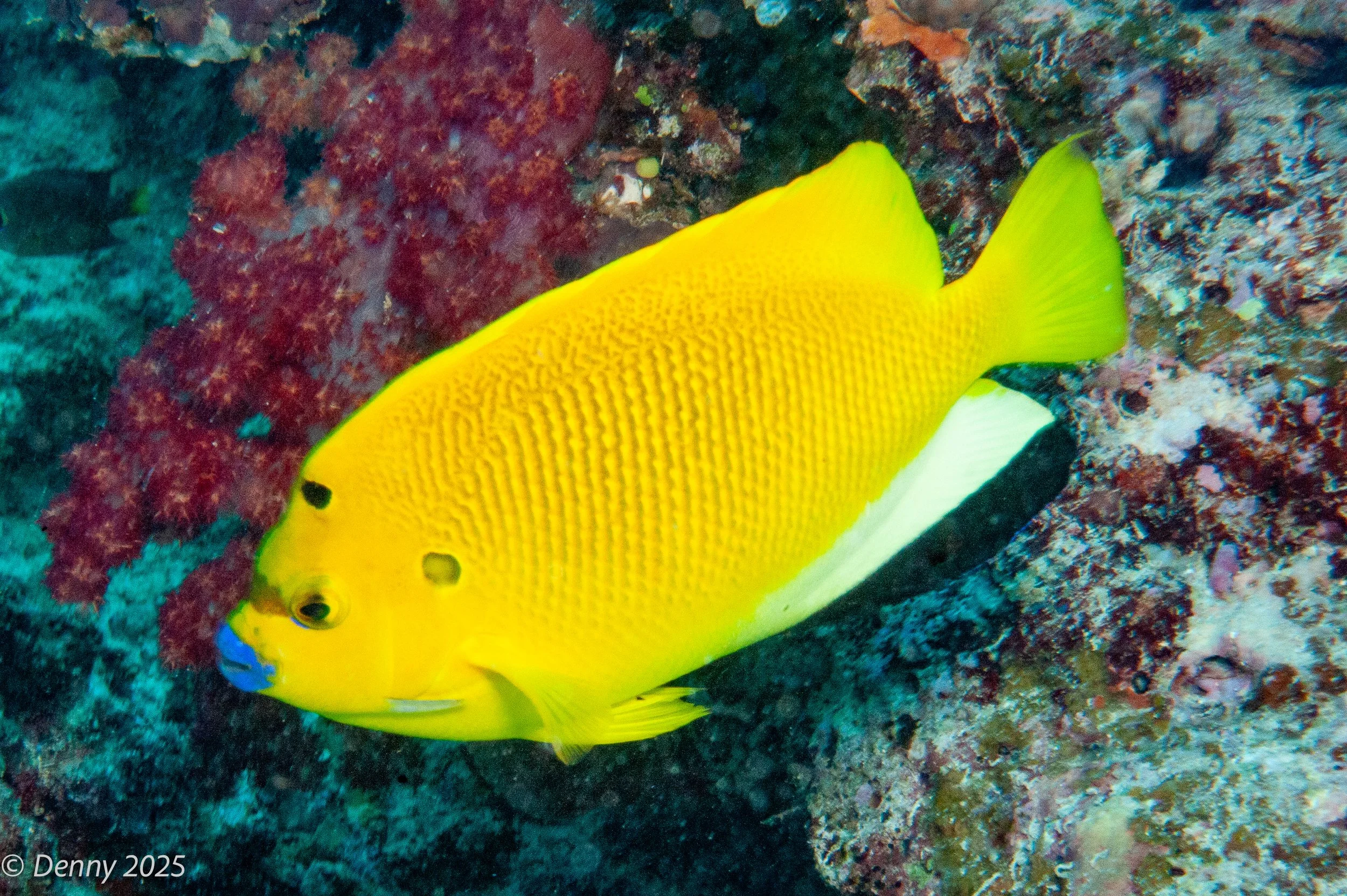 021 Three-spot angelfish (Apolemichthys trimaculatus), Jerry's Jelly, Rainbow Reef,  Taveuni, Fiji, 21 Nov 2025.jpg