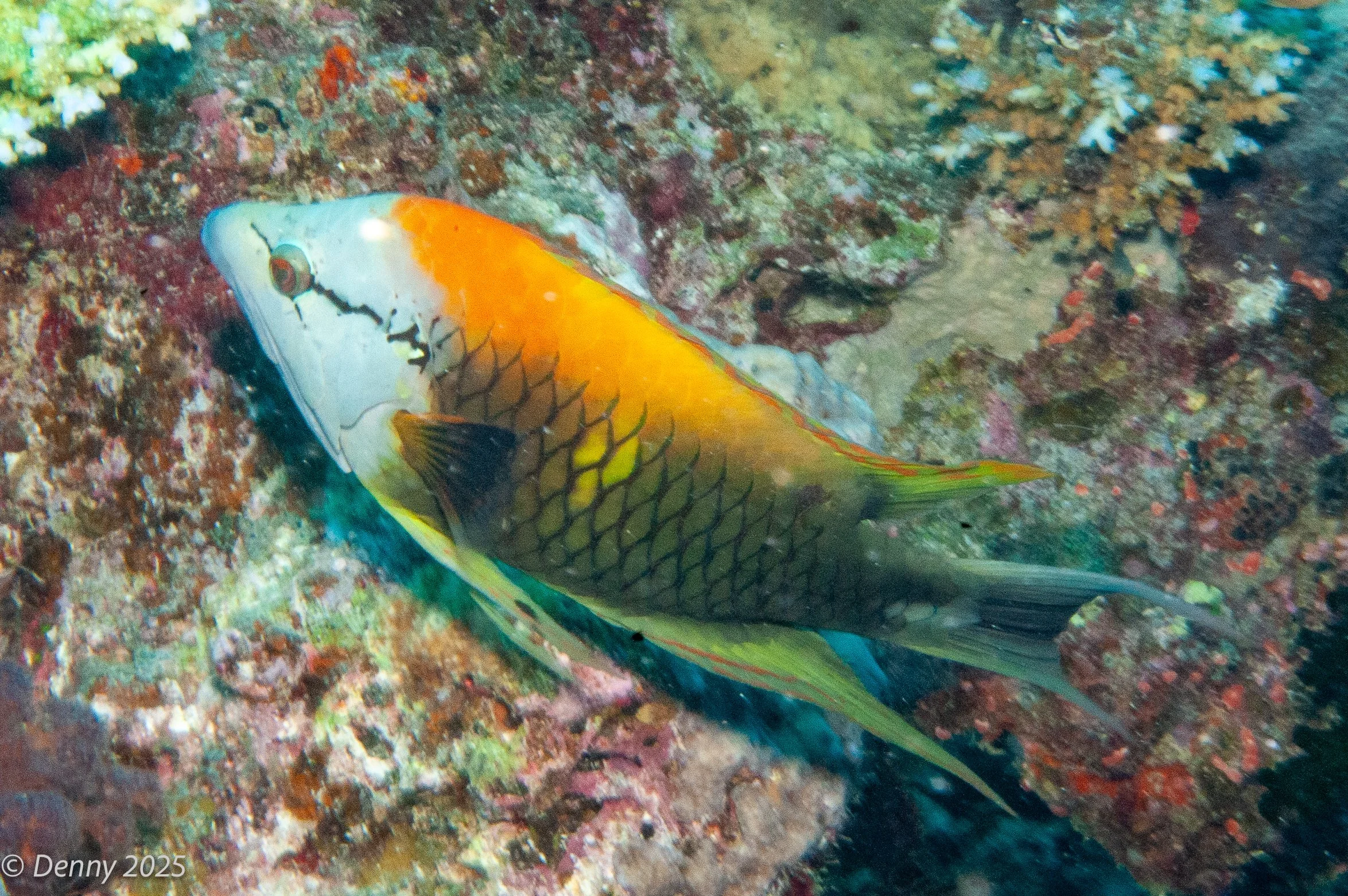 029 Slingjaw wrasse (Epibulus insidiator), The Office-Purple Wall, Rainbow Reef, Taveuni, Fiji, 22 Nov 2025.jpg