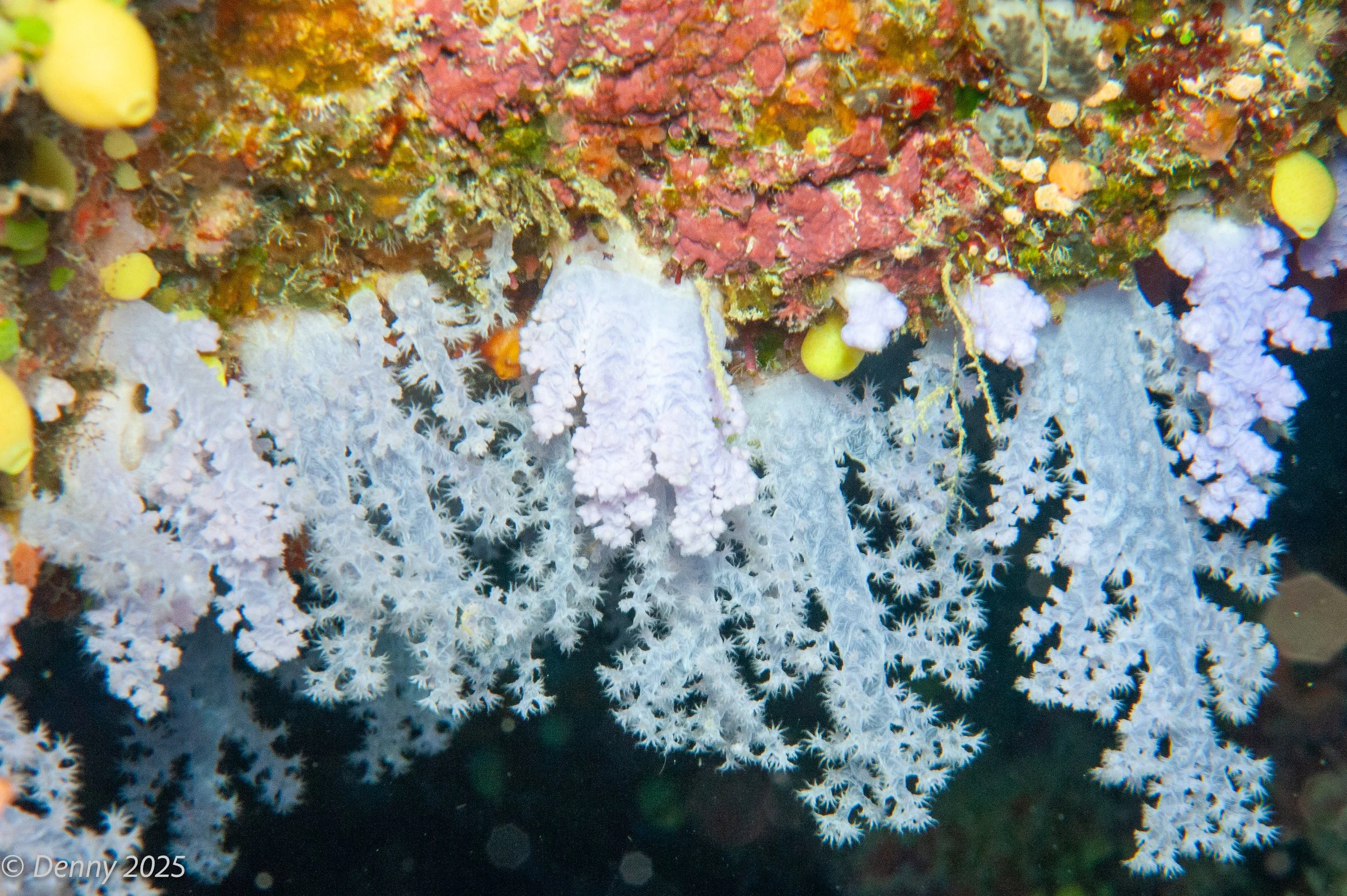 034 Dendronephthya sp Soft coral, Vuna Reef, Taveuni, Fiji, 23 Nov 2025-2.jpg