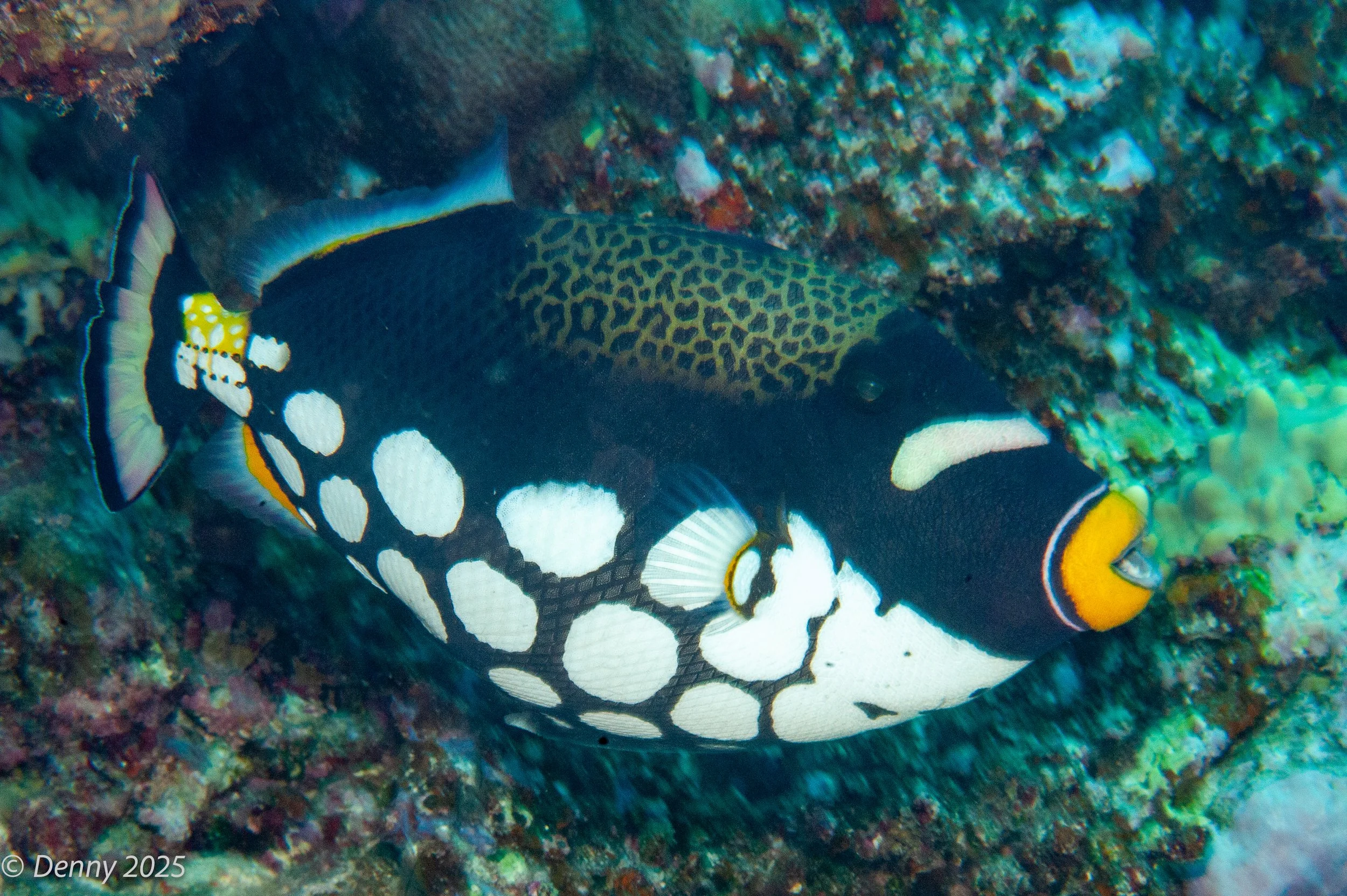 Clown triggerfish (Balistoides conspicillum)