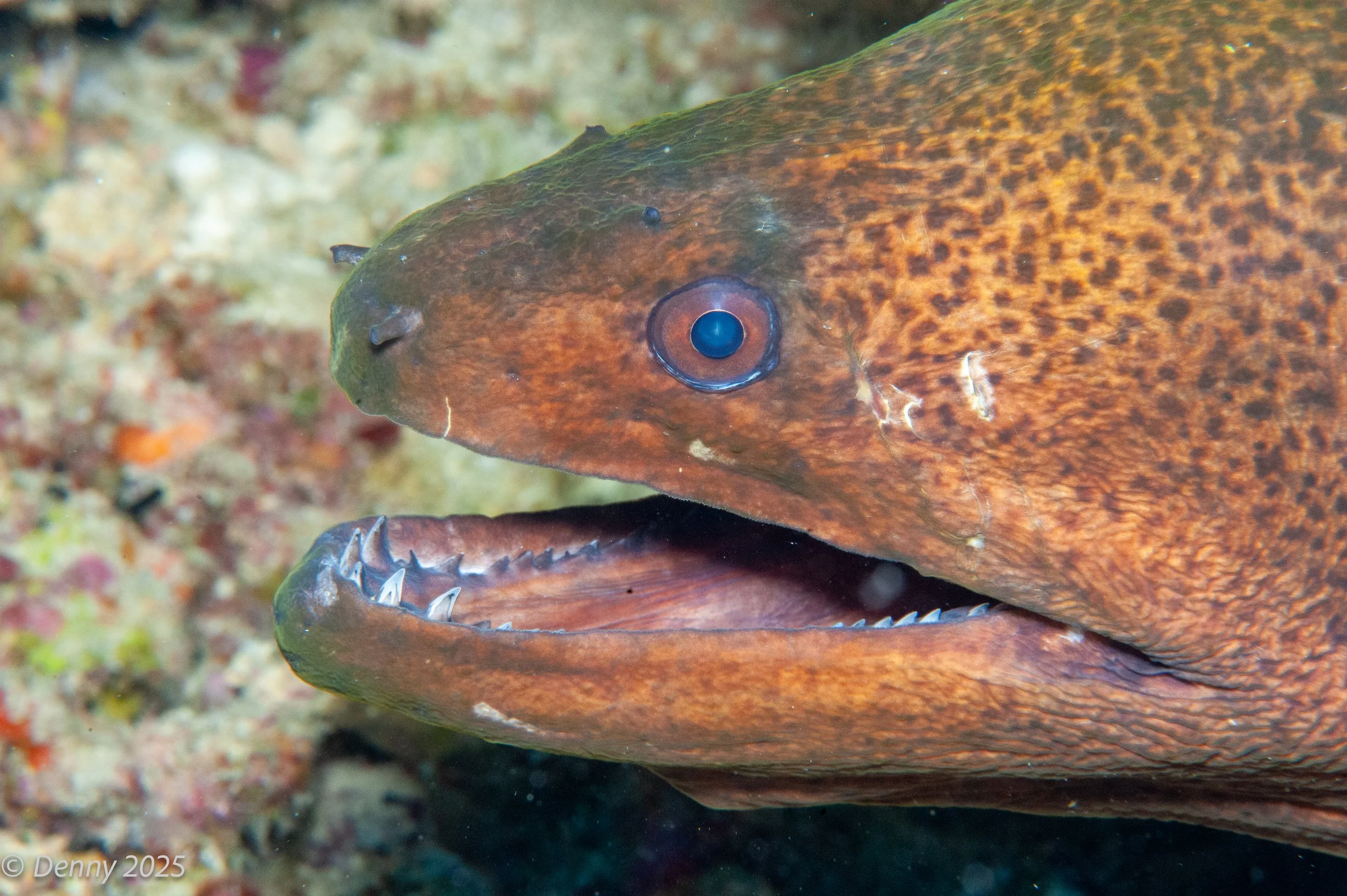 Giant moray (Gymnothorax javanicus)
