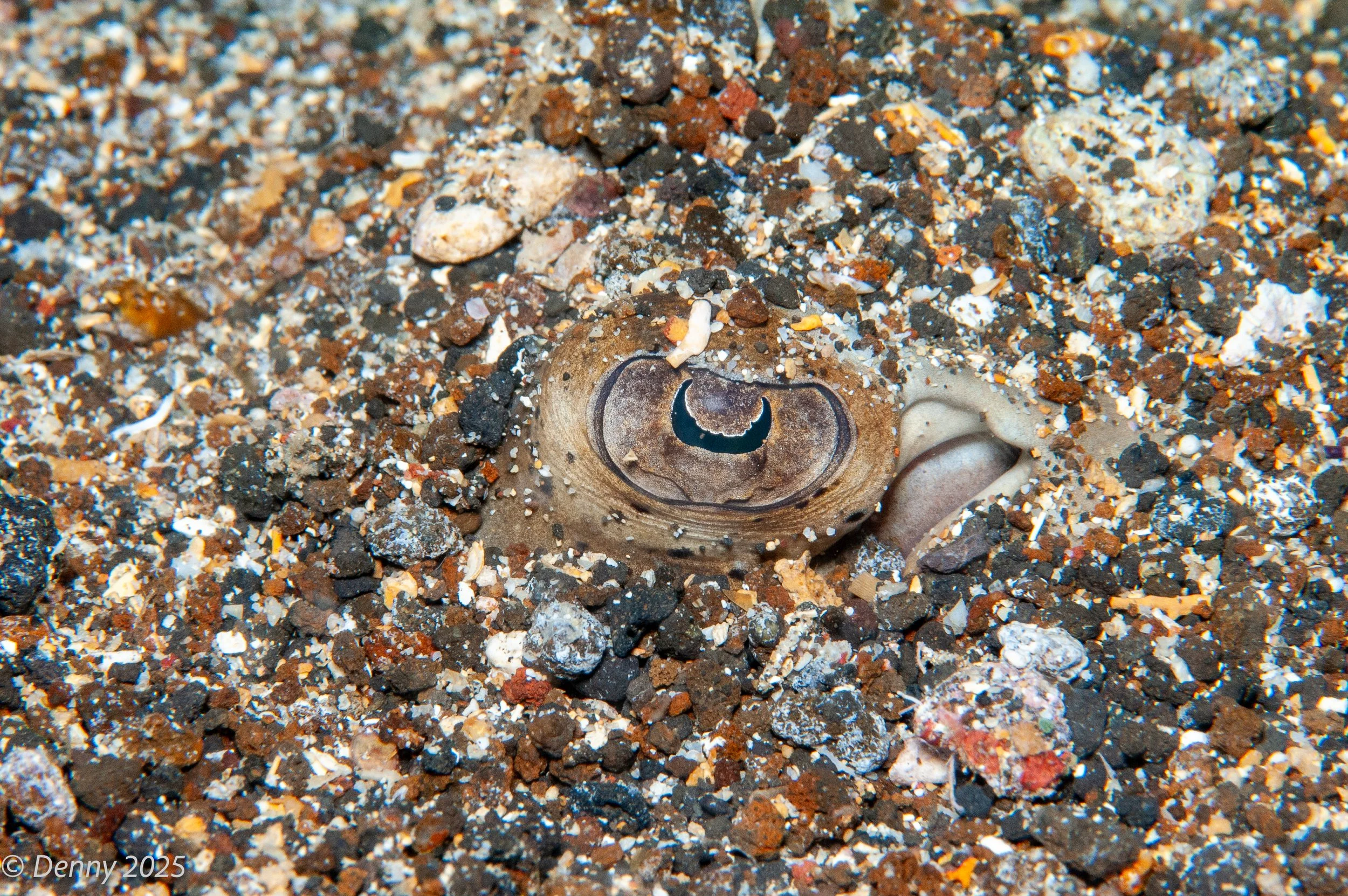 Blue-spotted ray eye (Neotygon kuhlii)
