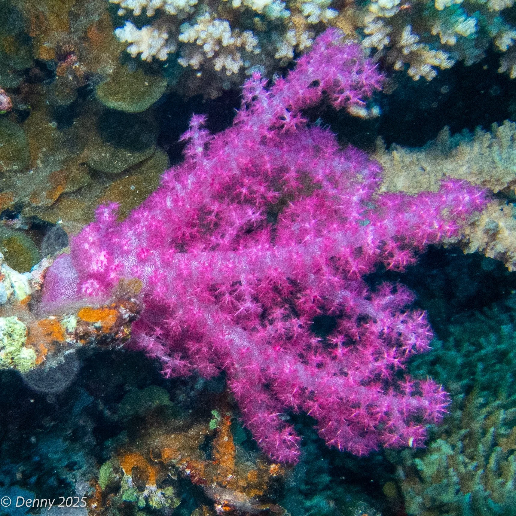 Soft coral