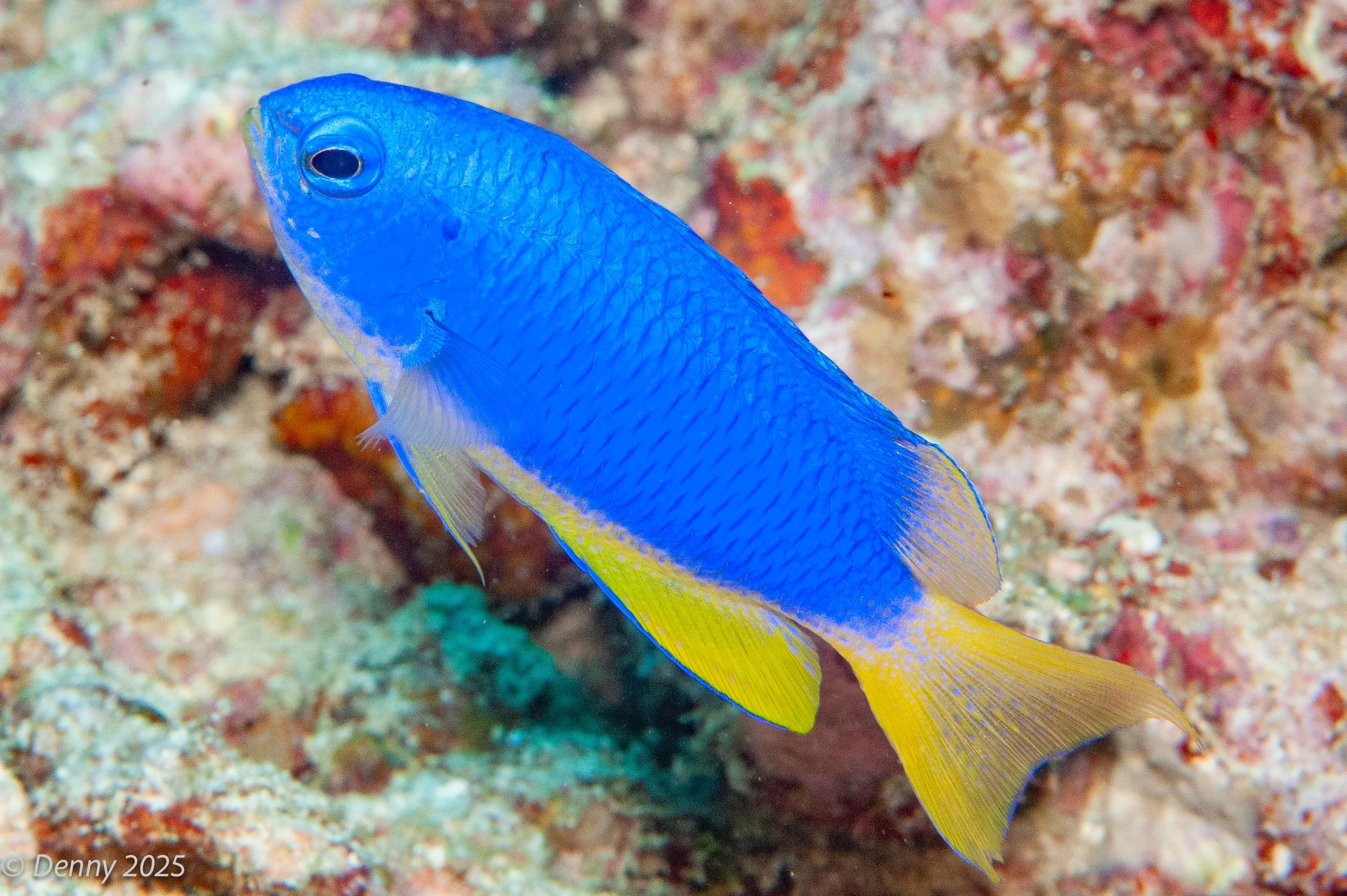 Neon damsel (Pomkacentrus coelestis)
