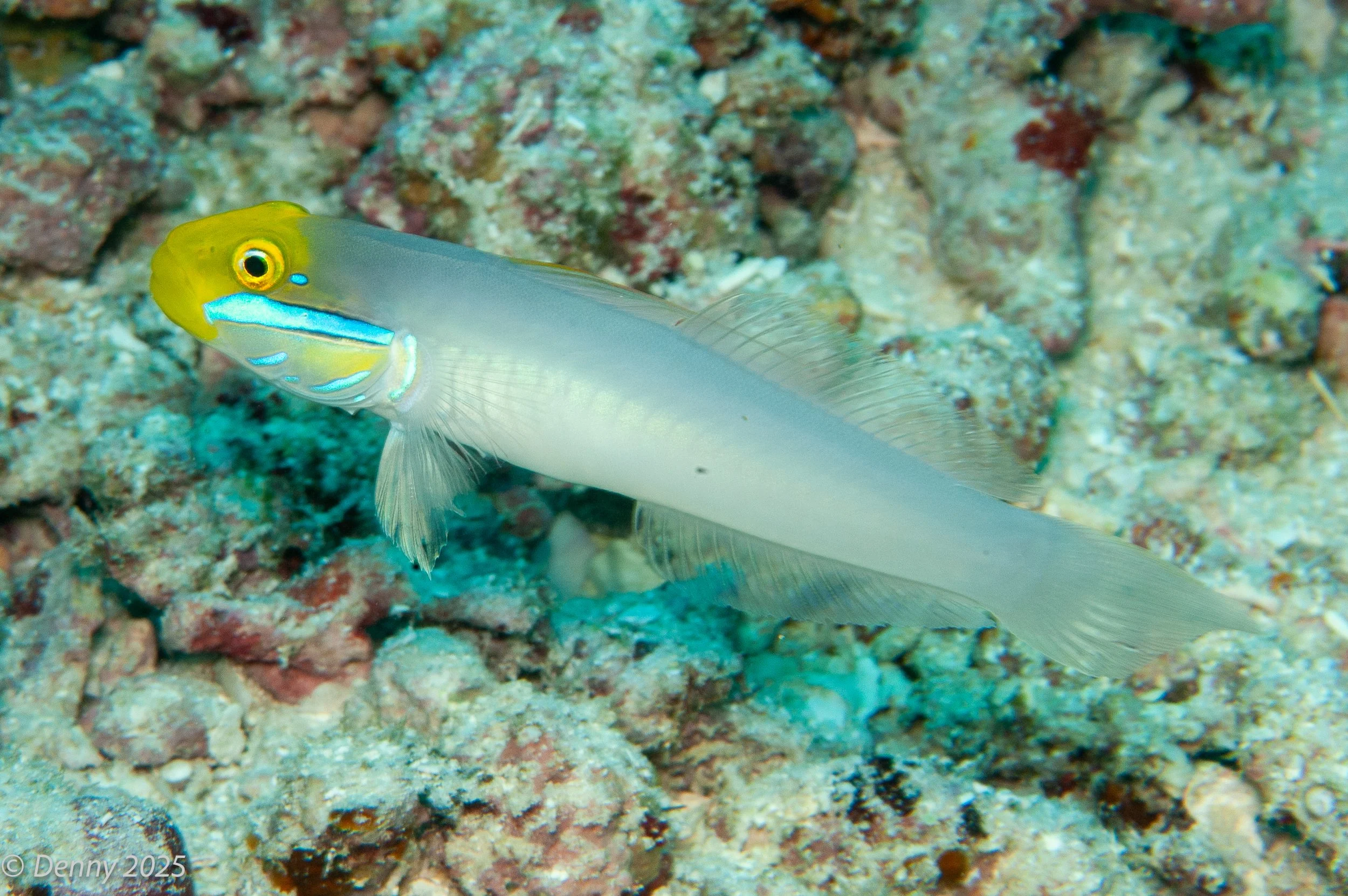 Bluestreak goby (Valenciennea strigata)