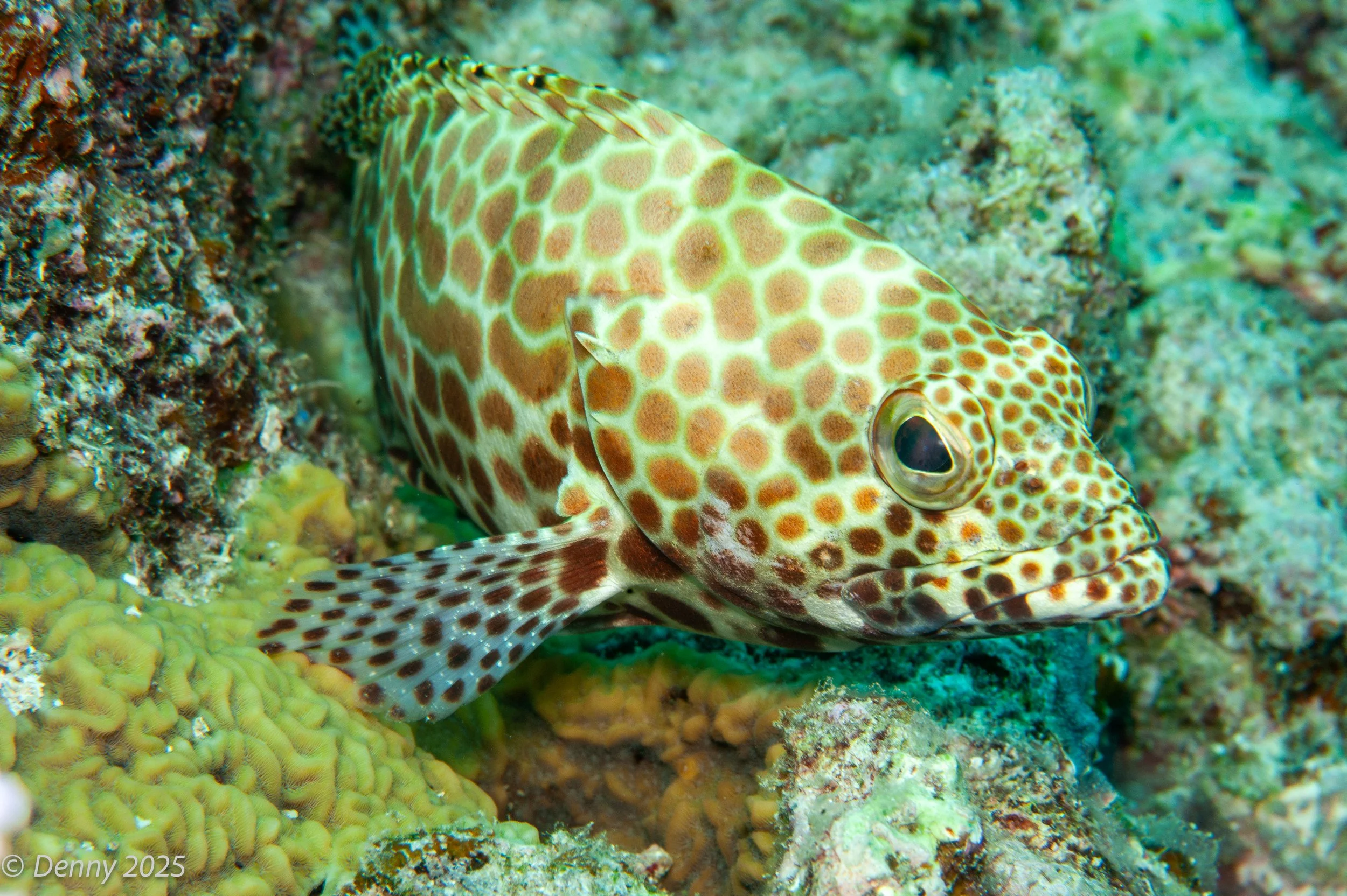 Longfin grouper (Epinephelus quoyanus)