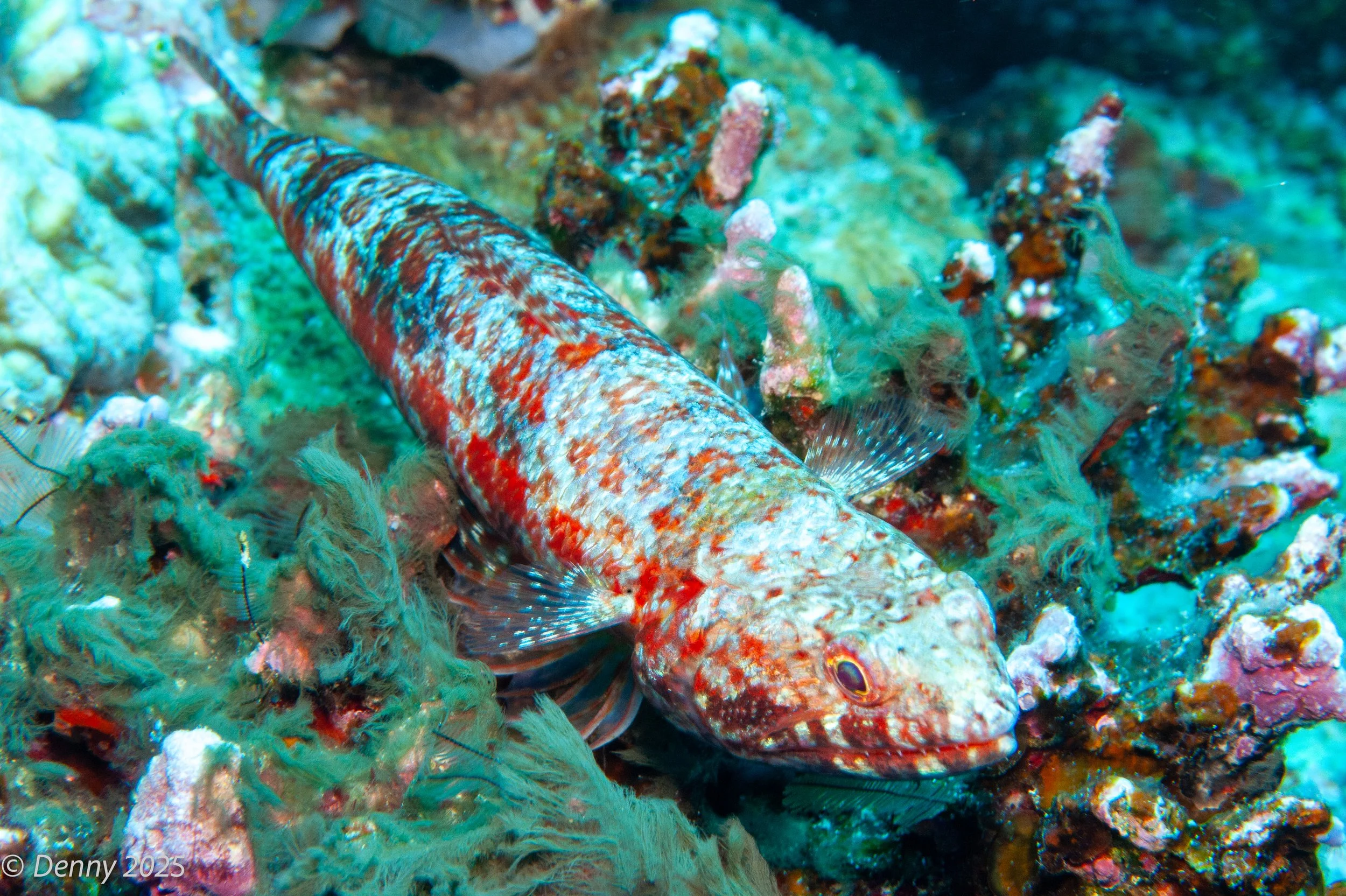 Reef lizardfish (Synodus variegatus)