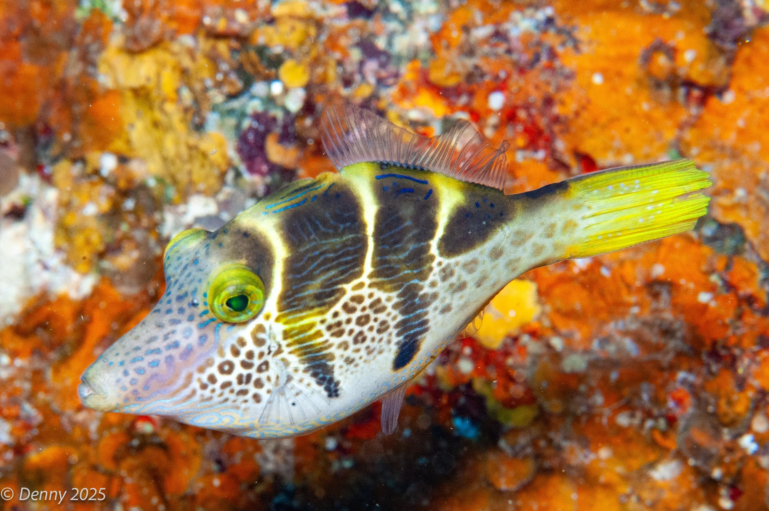 Black-saddled toby (Canthigaster valentini)