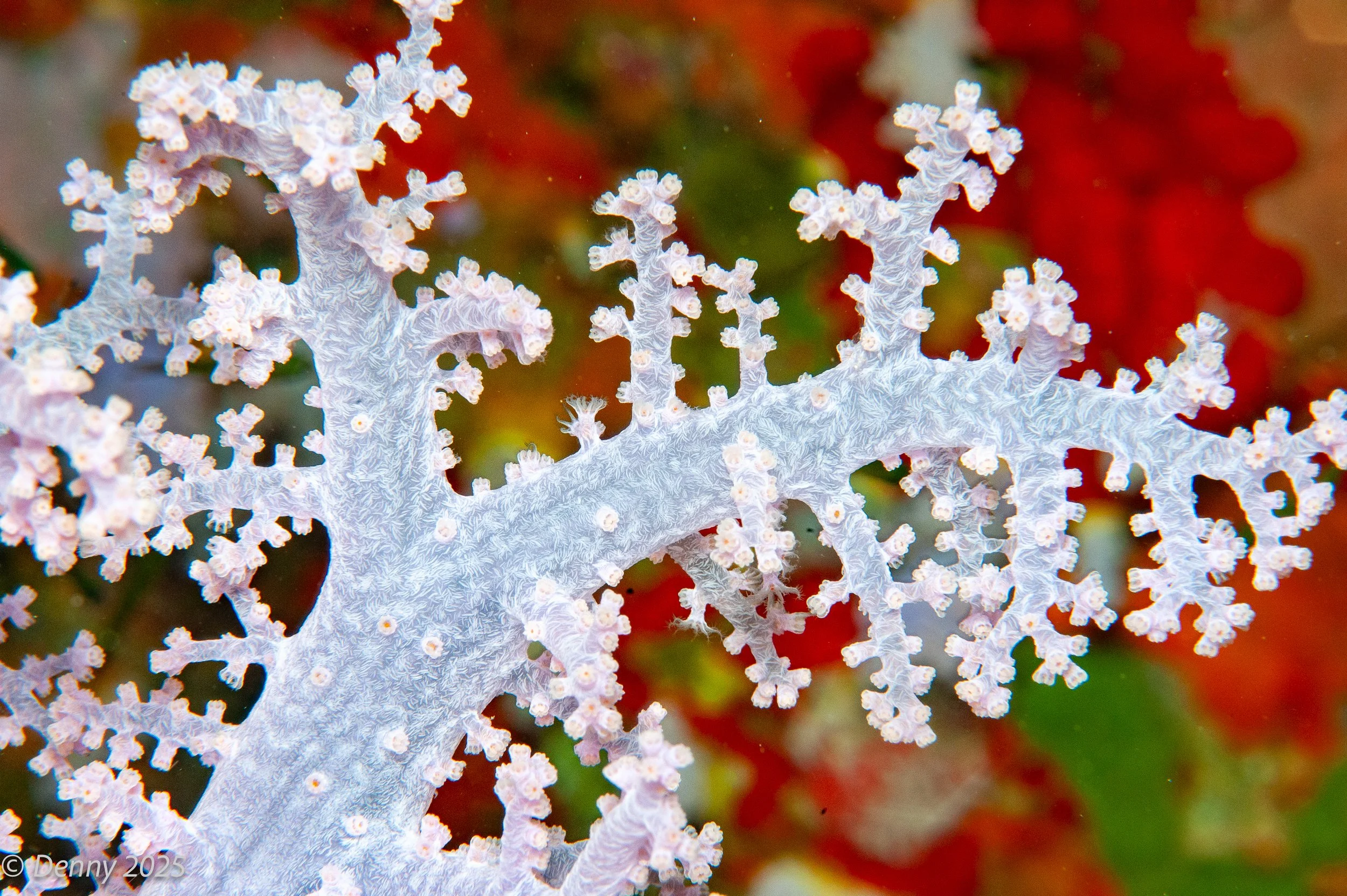 Dendronepthya soft coral