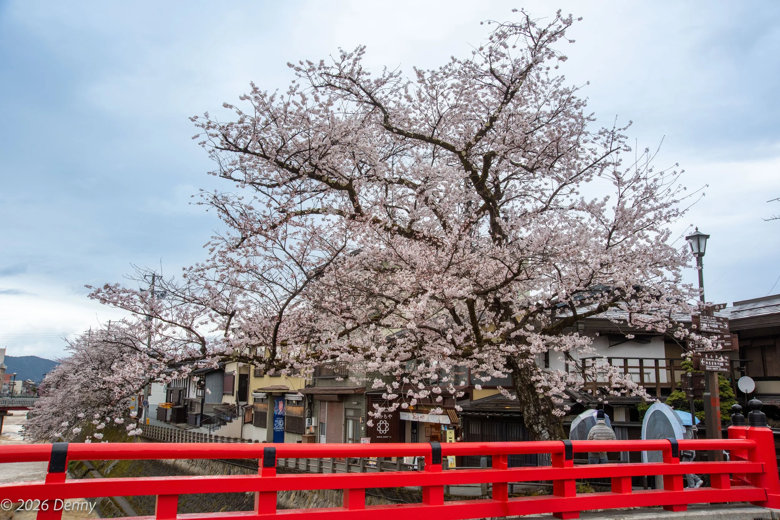 Cherry tree at “Nakabashi” Bridge that spans across the Miyagawa River, Takayama, Japan