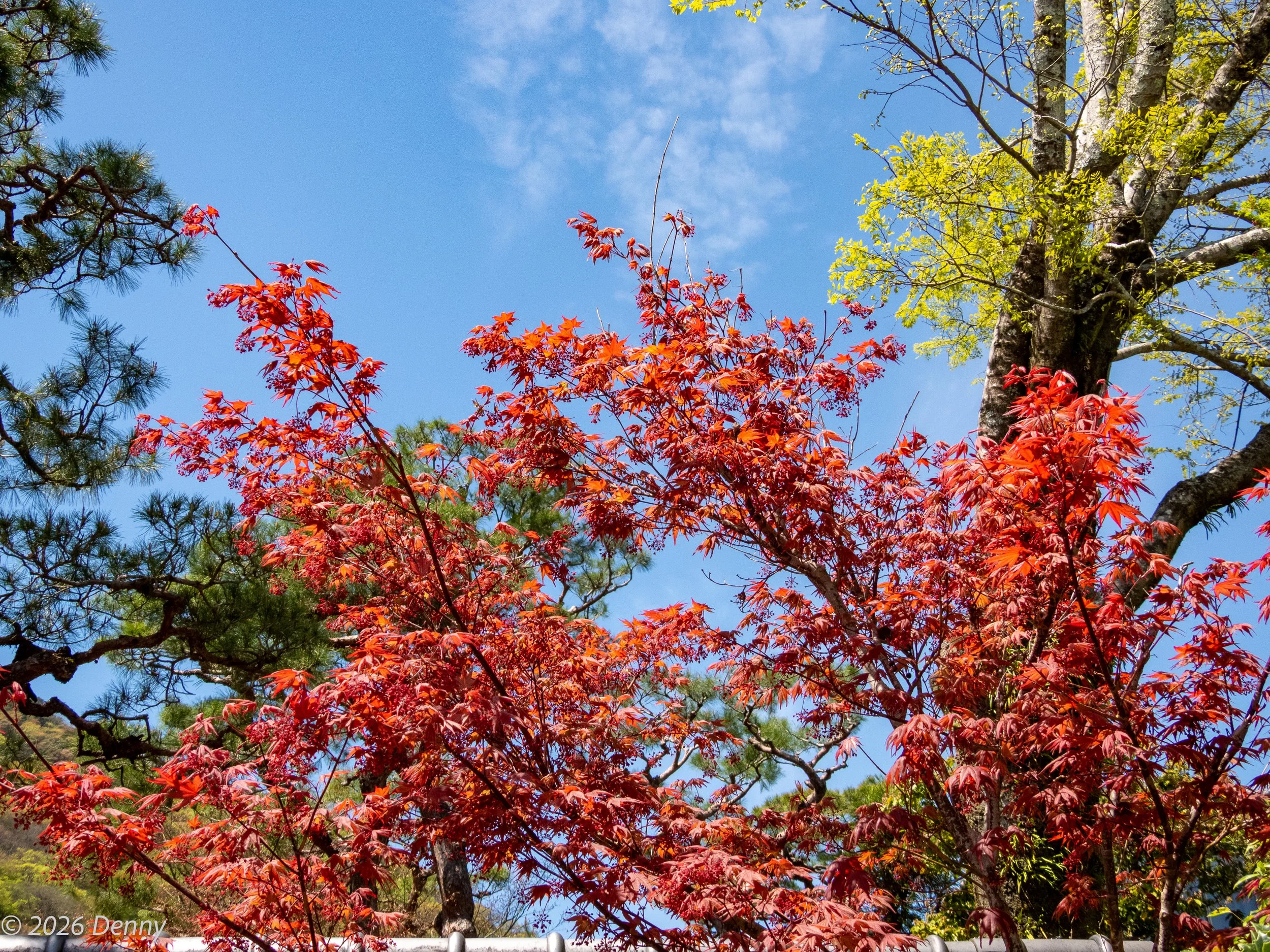 Japanese maple (Acer palmatum), Arashiyama district, Kyoto, Japan