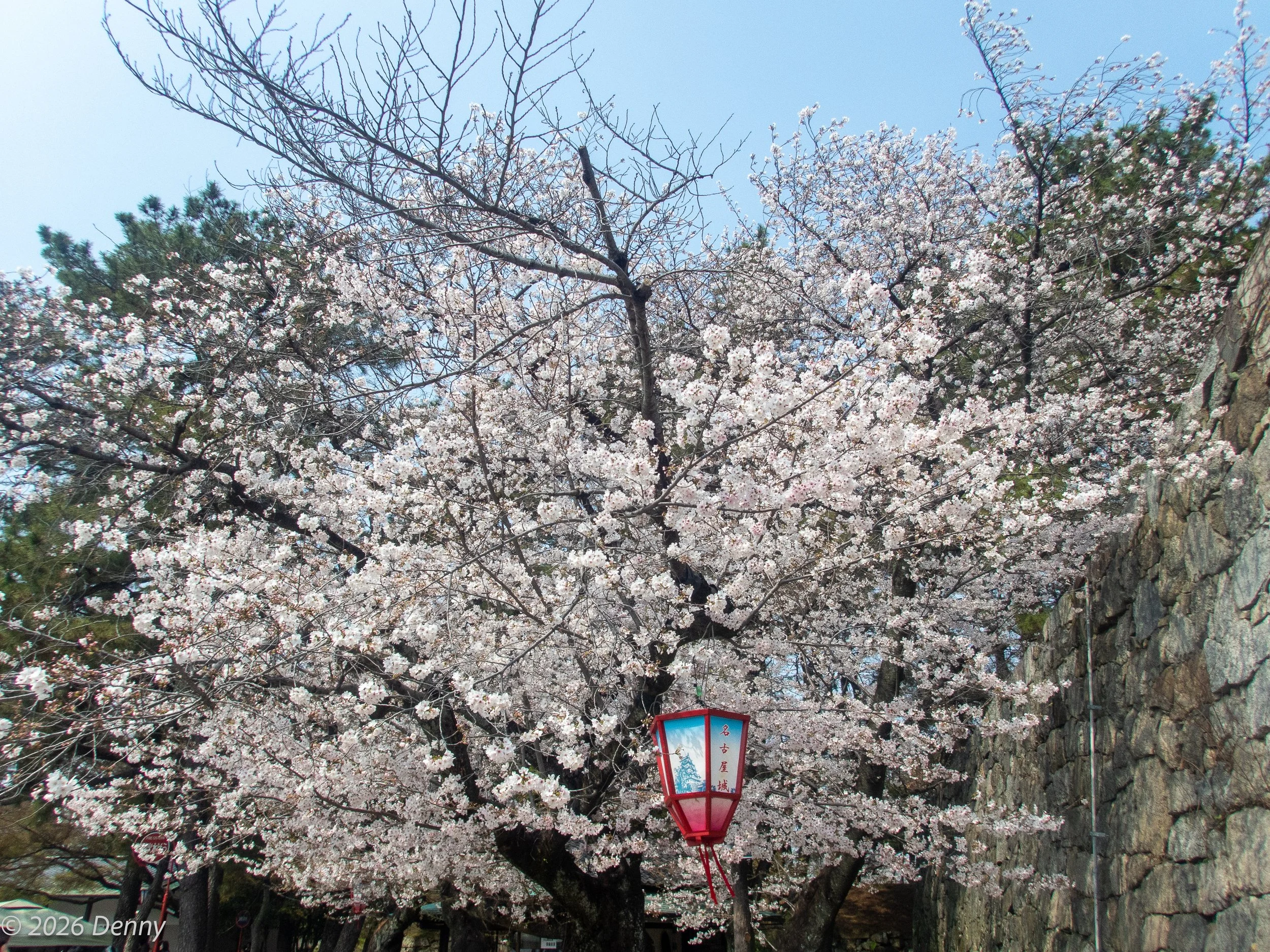 Cherry blossom, Nagoya Castle, Nagoya