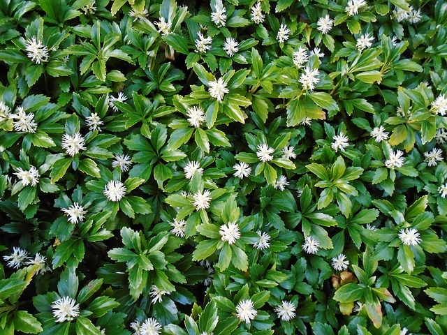 Low Maintenance Ground Cover Plants, Ground Cover Plant With Small White Flowers